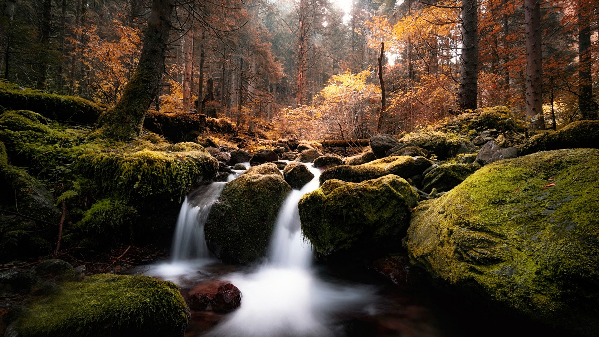 Free download wallpaper Nature, Forest, Earth, Moss, Stream on your PC desktop