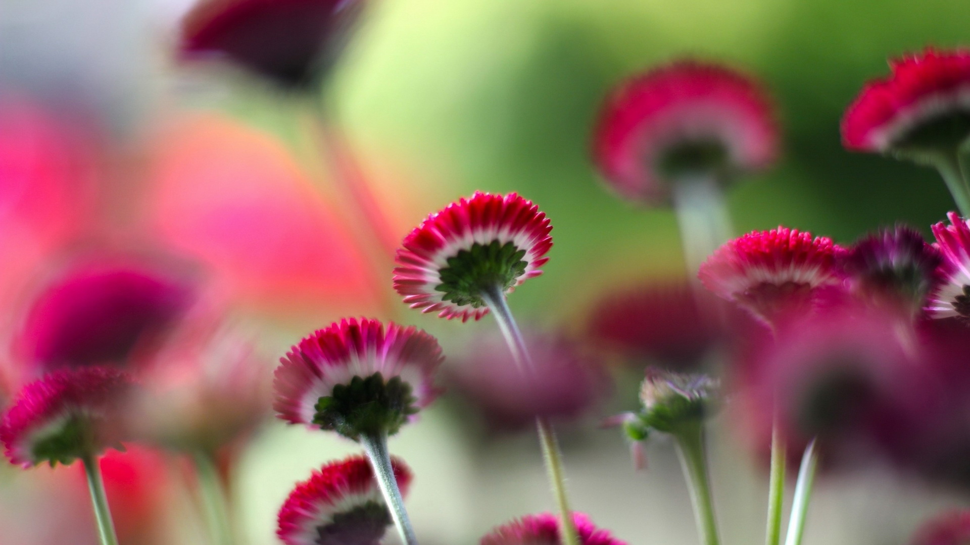 Téléchargez gratuitement l'image Fleur, Terre/nature sur le bureau de votre PC