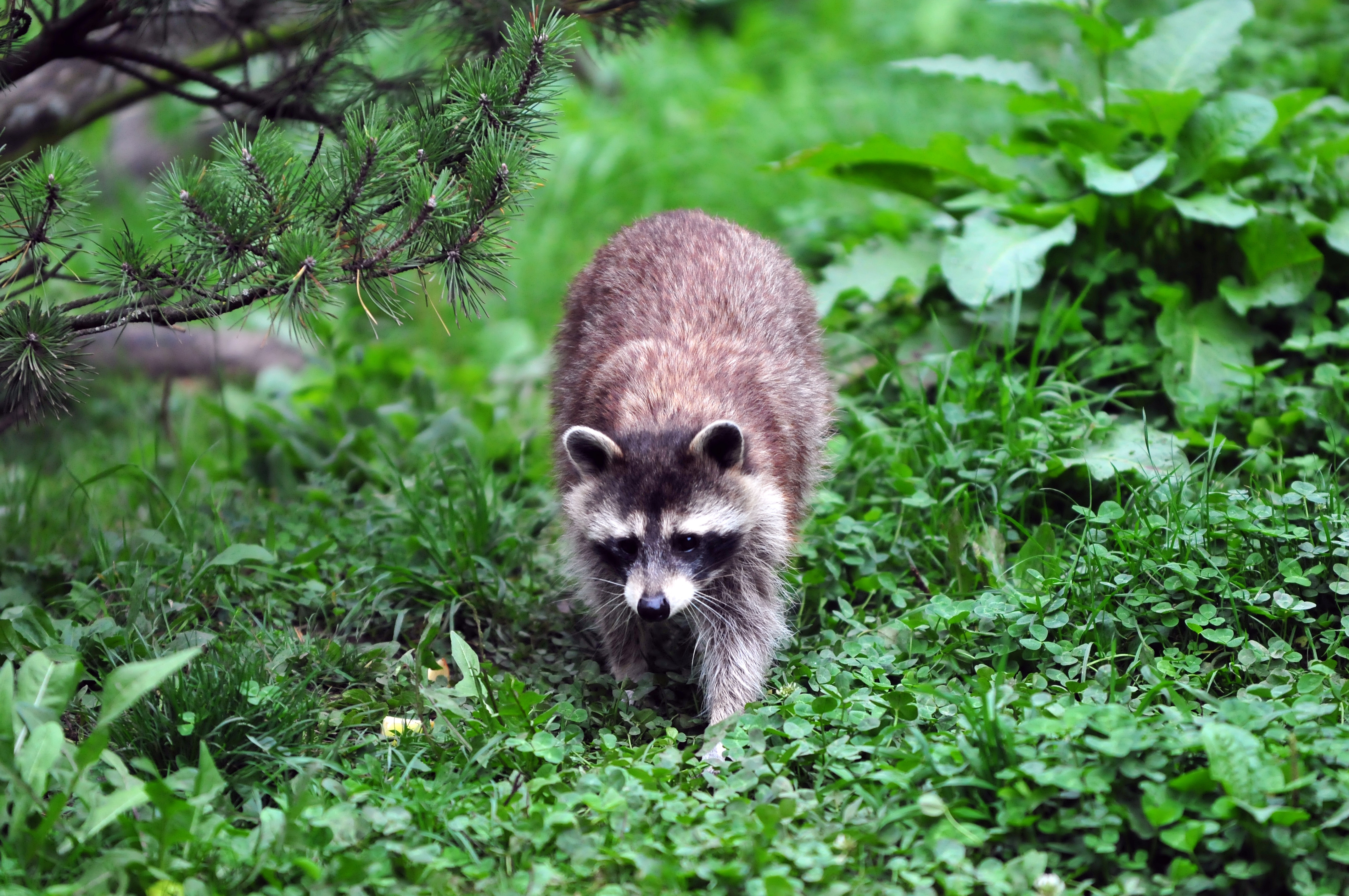 Descarga gratuita de fondo de pantalla para móvil de Animales, Mapache.