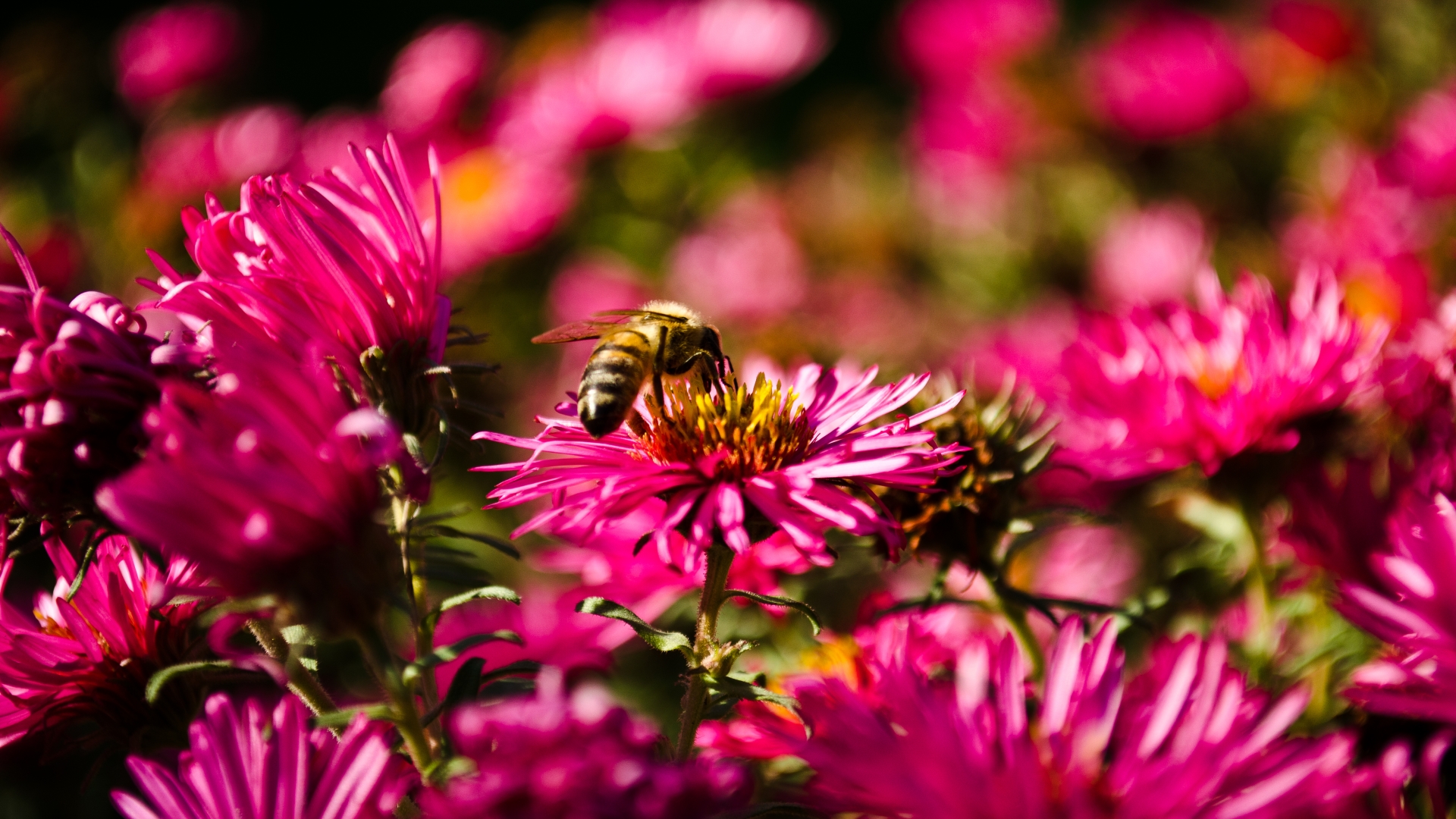 Скачати мобільні шпалери Бджола, Комахи, Макрос, Природа, Квітка, Тварина безкоштовно.