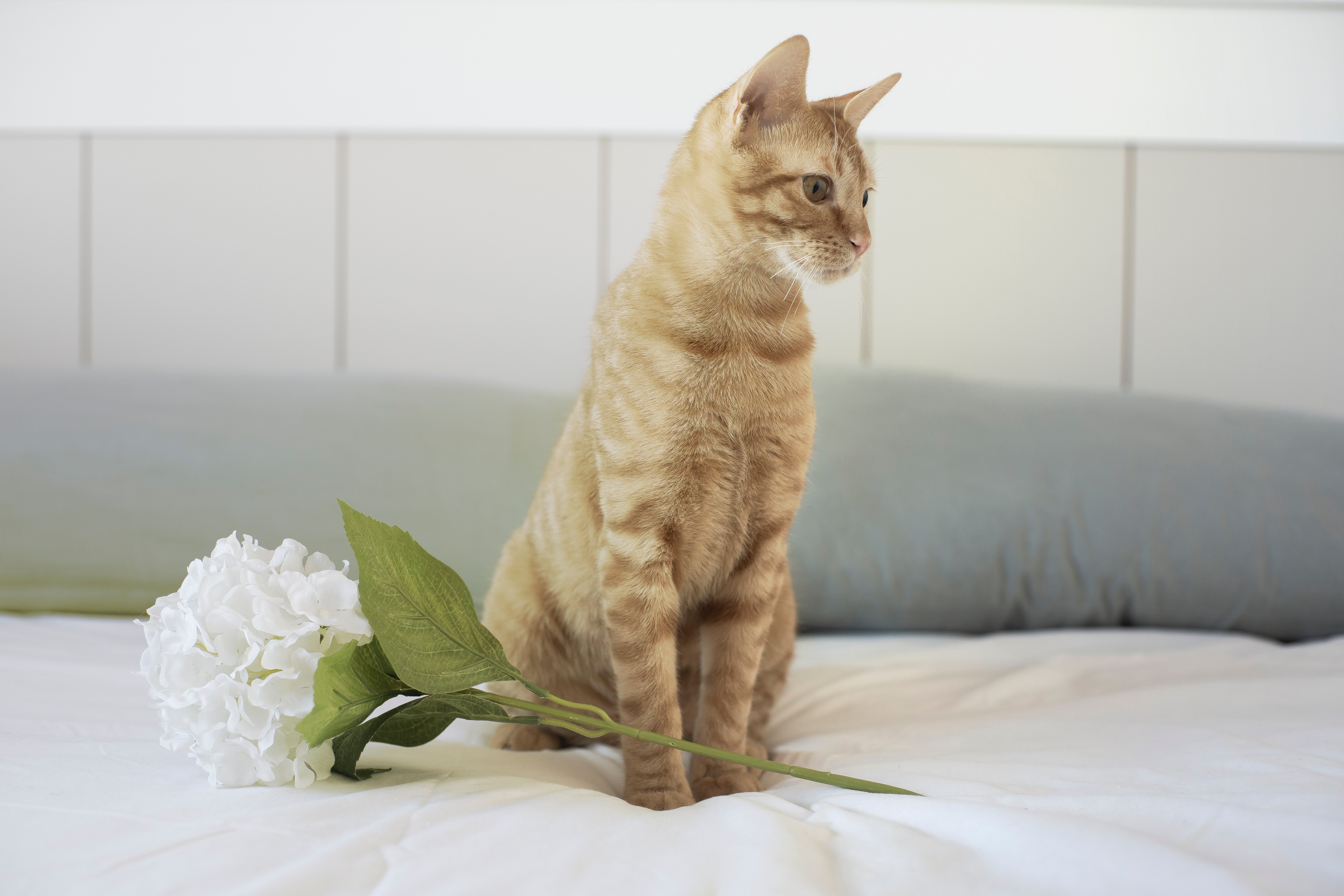 Download mobile wallpaper Cats, Flower, Cat, Animal, Hydrangea for free.