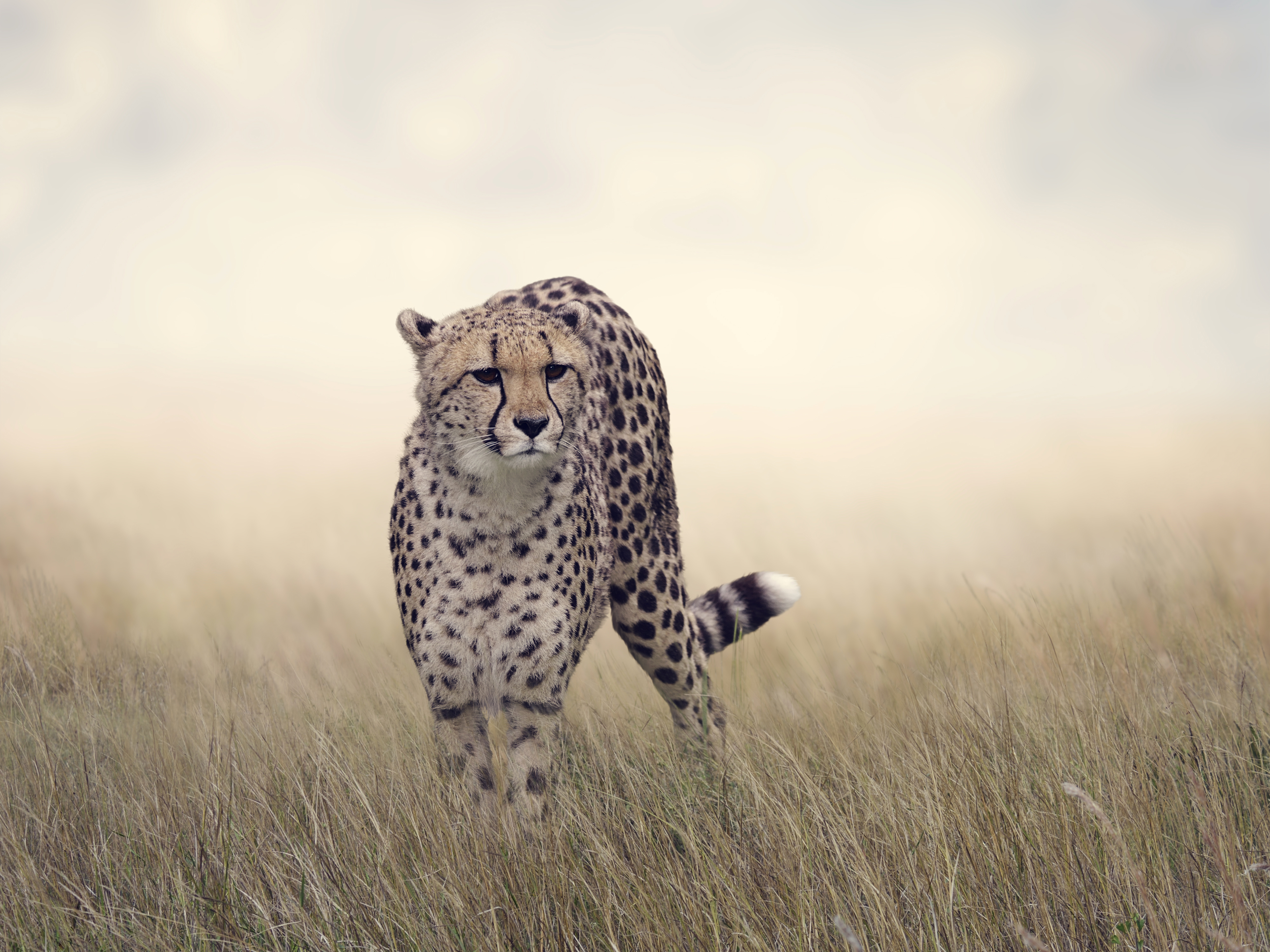 Download mobile wallpaper Cats, Grass, Cheetah, Animal for free.