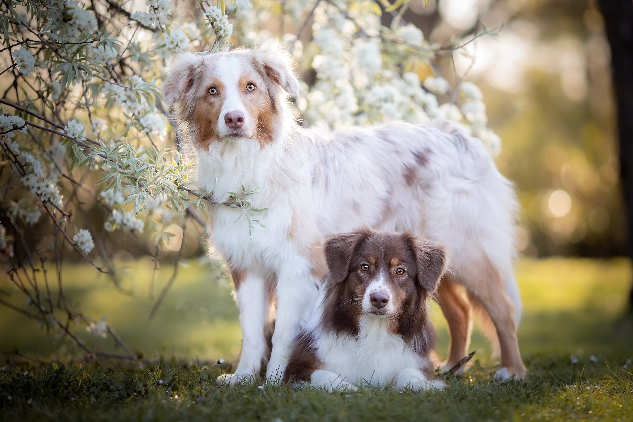 Téléchargez gratuitement l'image Animaux, Chiens, Chien sur le bureau de votre PC