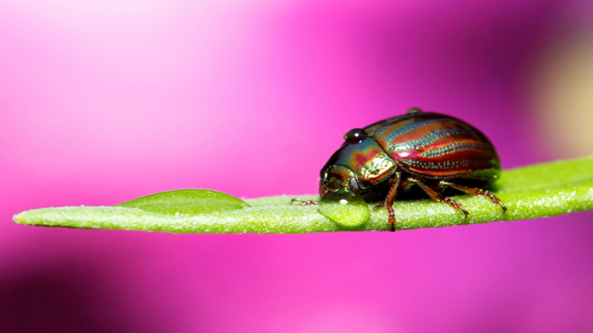 Laden Sie das Tiere, Käfer-Bild kostenlos auf Ihren PC-Desktop herunter