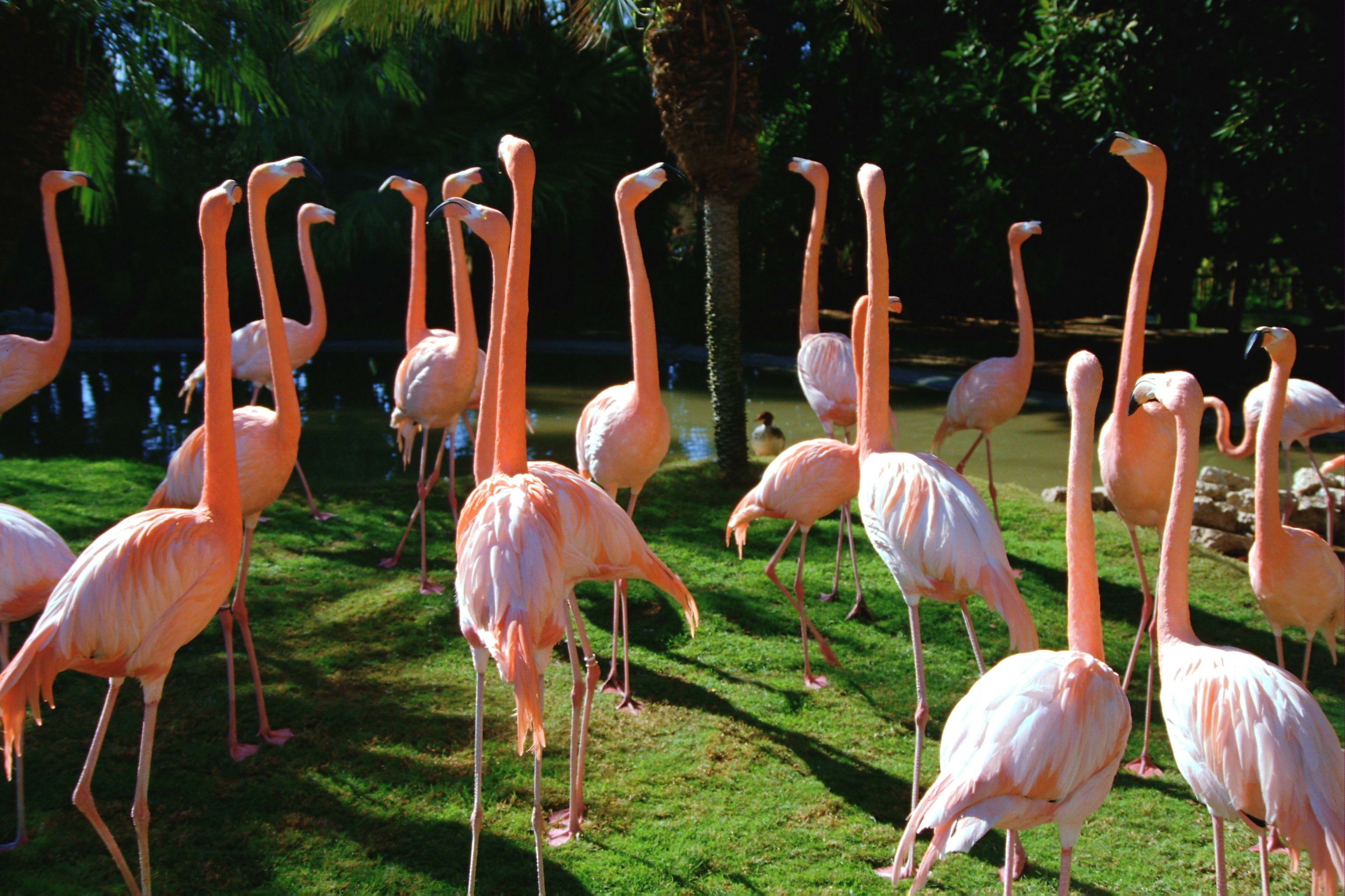 Handy-Wallpaper Flamingo, Vogel, Vögel, Tiere kostenlos herunterladen.