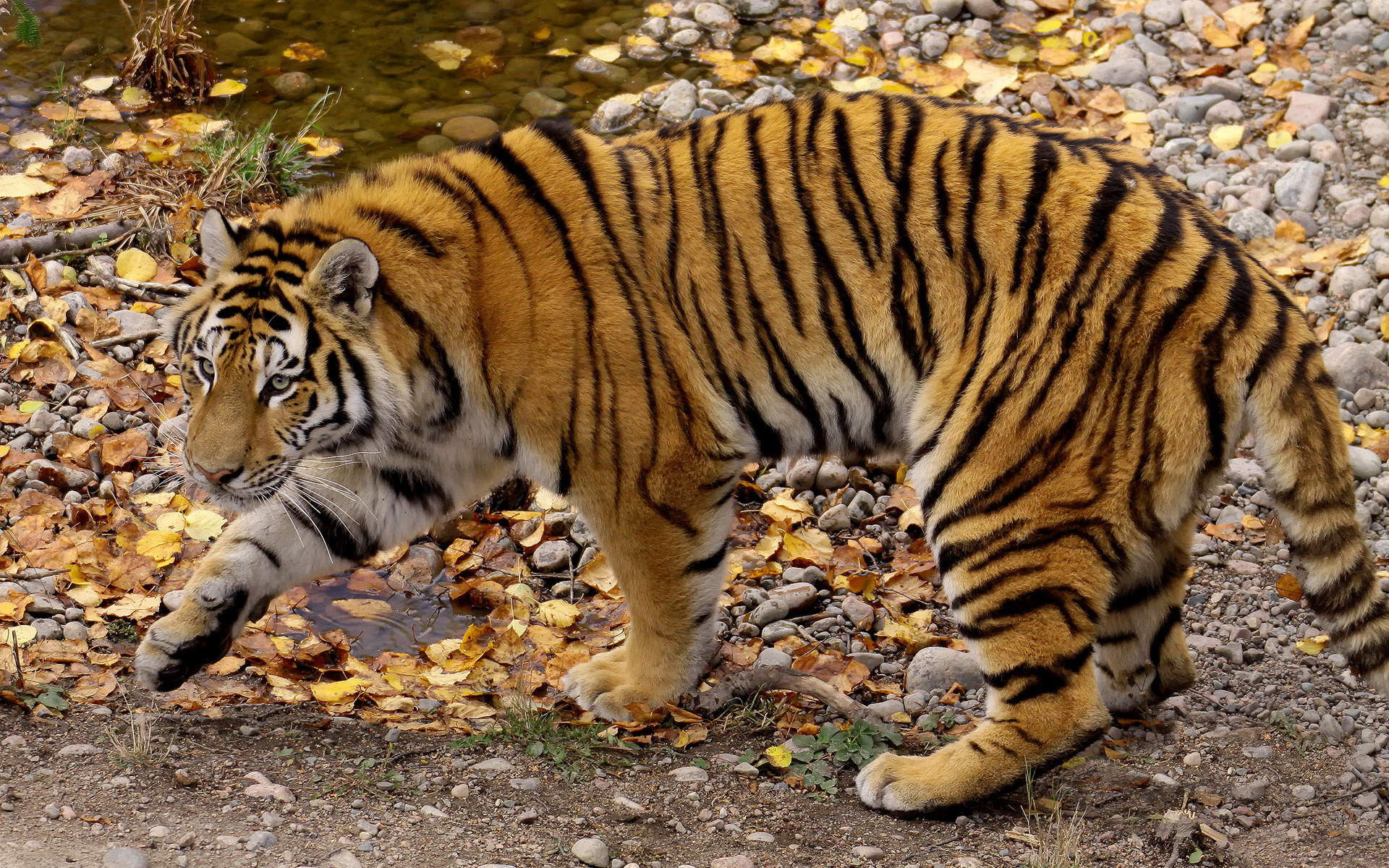 Baixe gratuitamente a imagem Animais, Gatos, Tigre na área de trabalho do seu PC