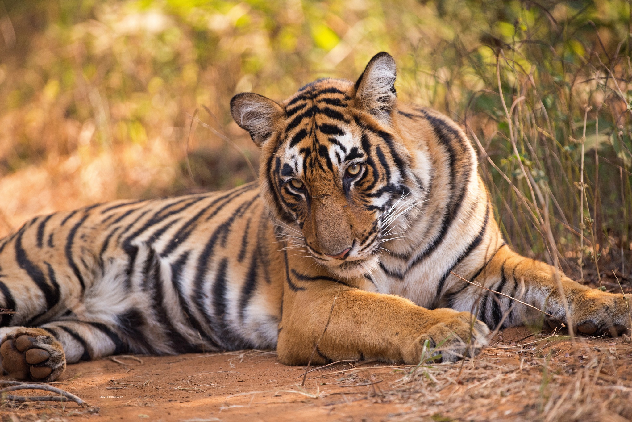 Baixar papel de parede para celular de Animais, Gatos, Tigre gratuito.