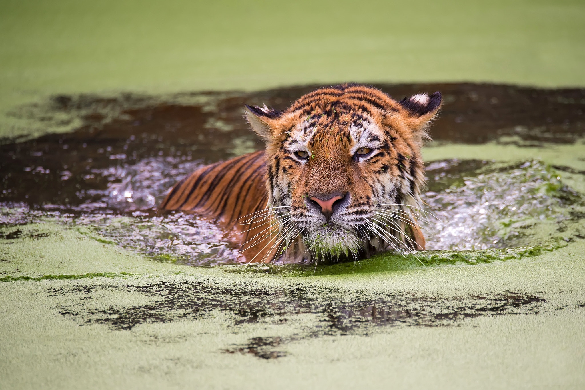 Baixar papel de parede para celular de Animais, Gatos, Tigre gratuito.