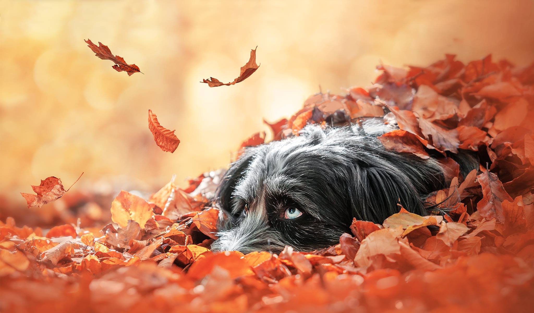 Handy-Wallpaper Tiere, Hunde, Herbst, Hund, Blatt kostenlos herunterladen.