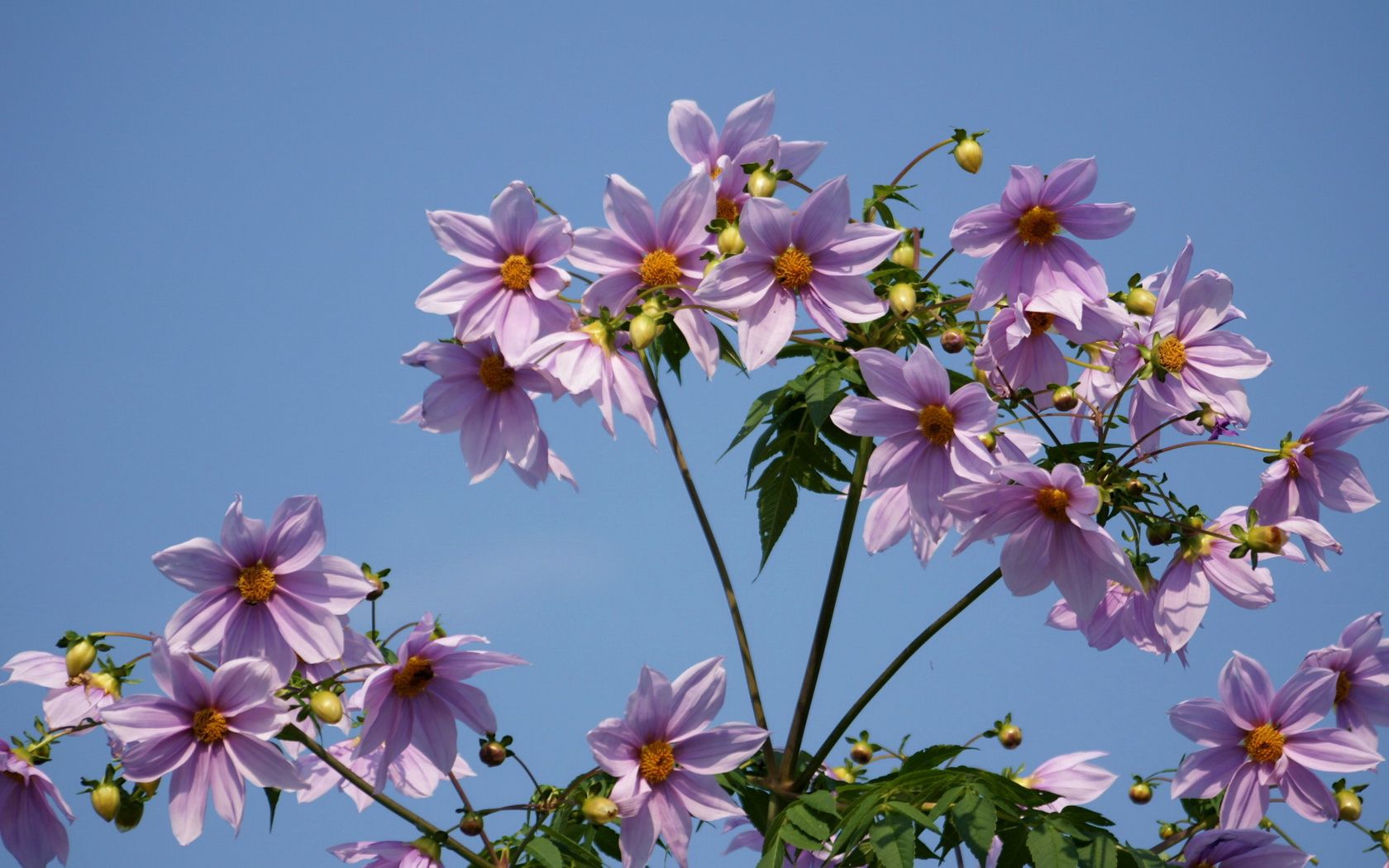 flowers, sky, height, clear, i see, stems