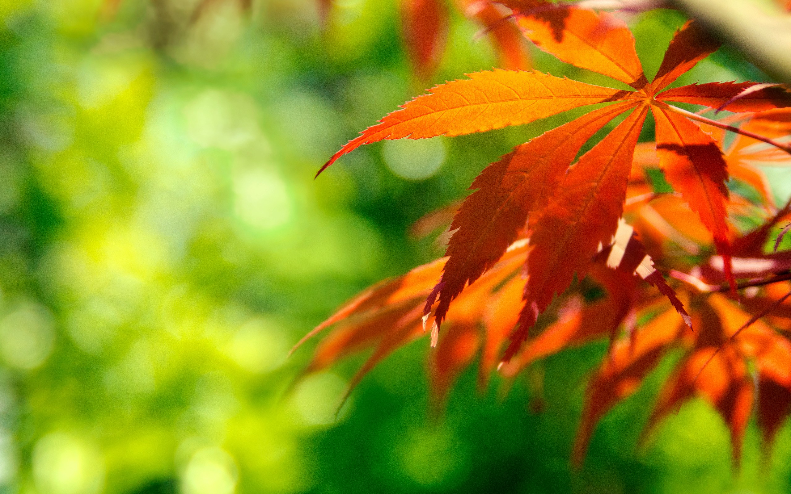 Handy-Wallpaper Blatt, Erde/natur kostenlos herunterladen.