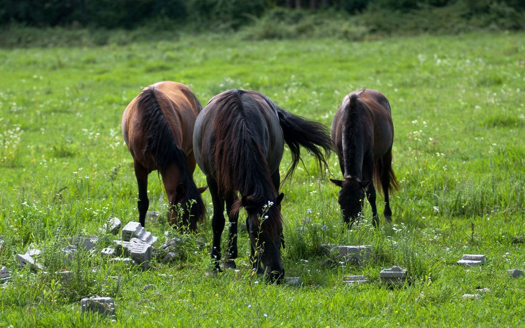 Free download wallpaper Grass, Stroll, Animals, Field, Horses on your PC desktop