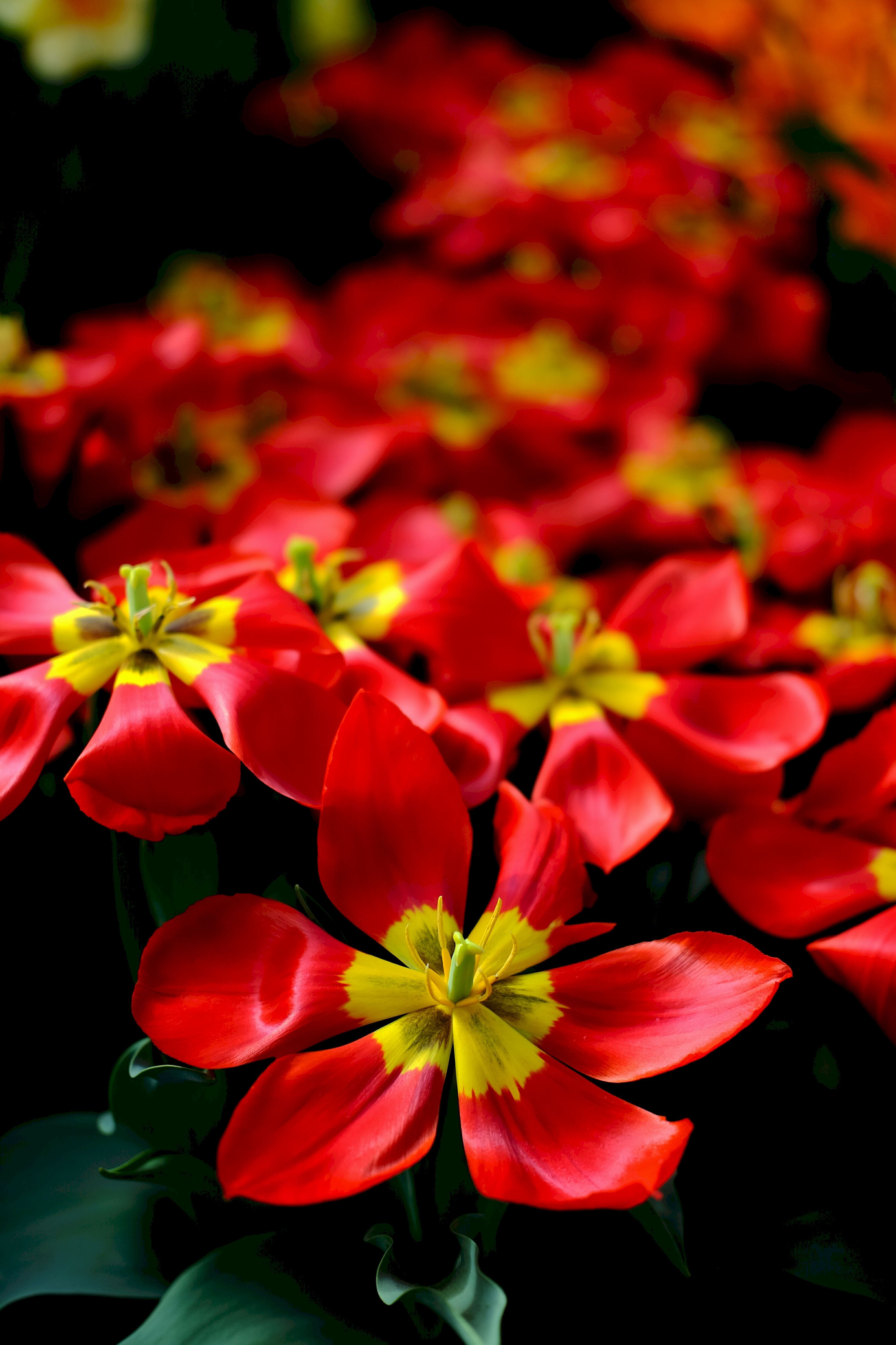 PCデスクトップに赤い, 花びら, フラワーズ, チューリップ, 花画像を無料でダウンロード