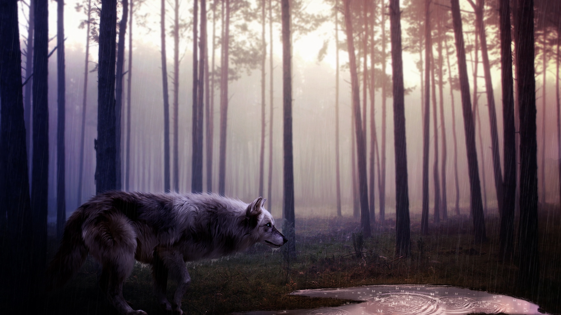 Download mobile wallpaper Wolves, Wolf, Forest, Animal for free.
