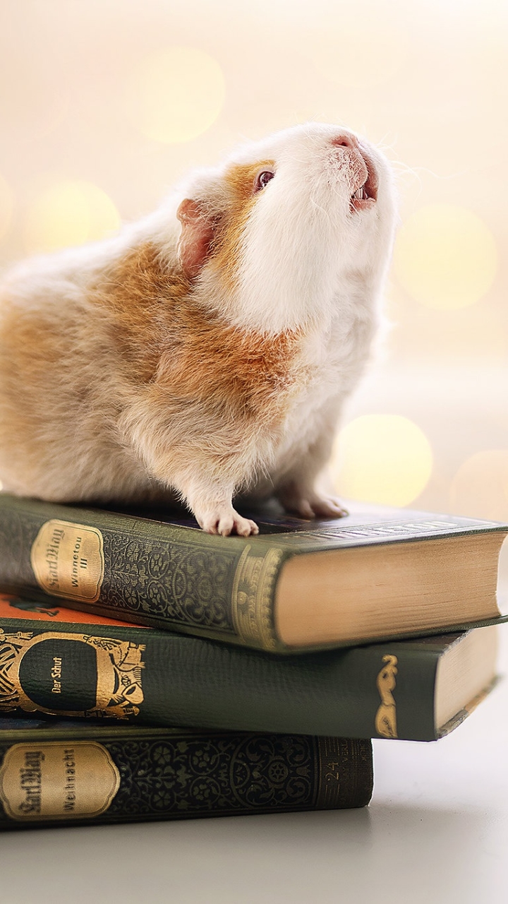 Download mobile wallpaper Animal, Book, Guinea Pig, Rodent for free.