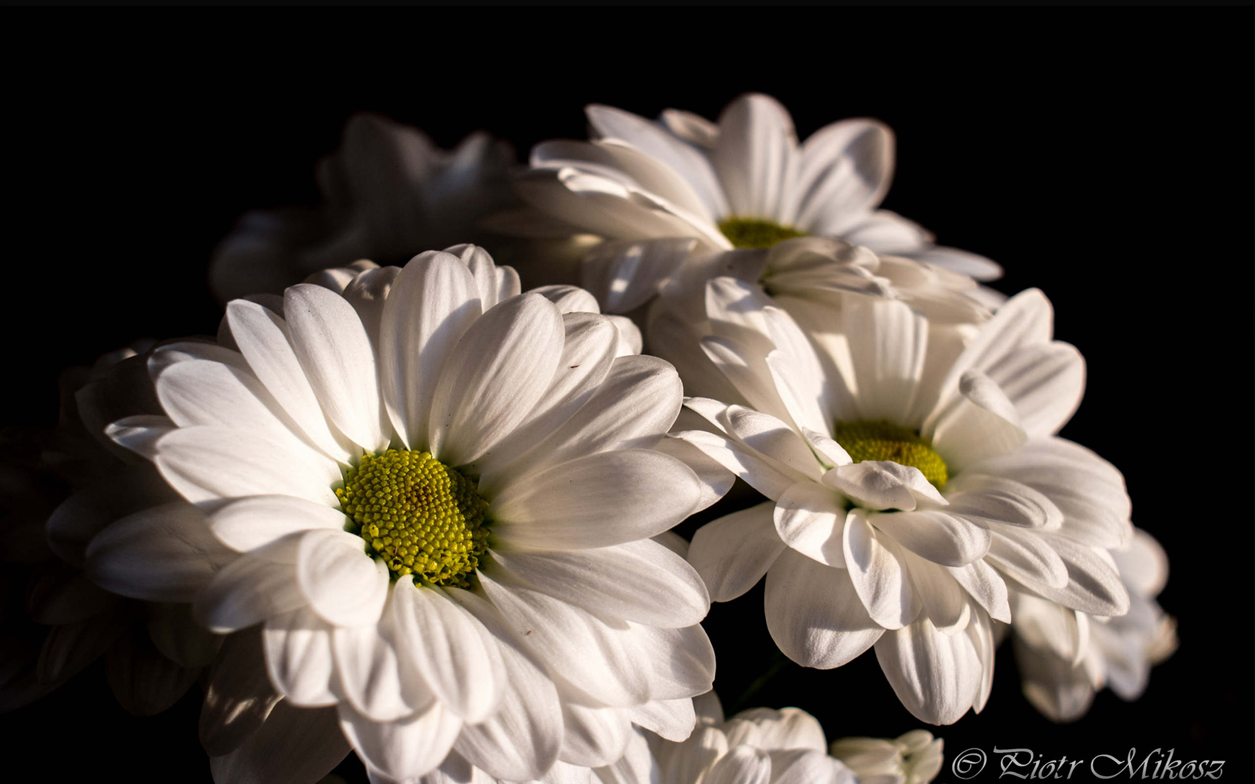 Download mobile wallpaper Flowers, Flower, Earth, Daisy, White Flower for free.