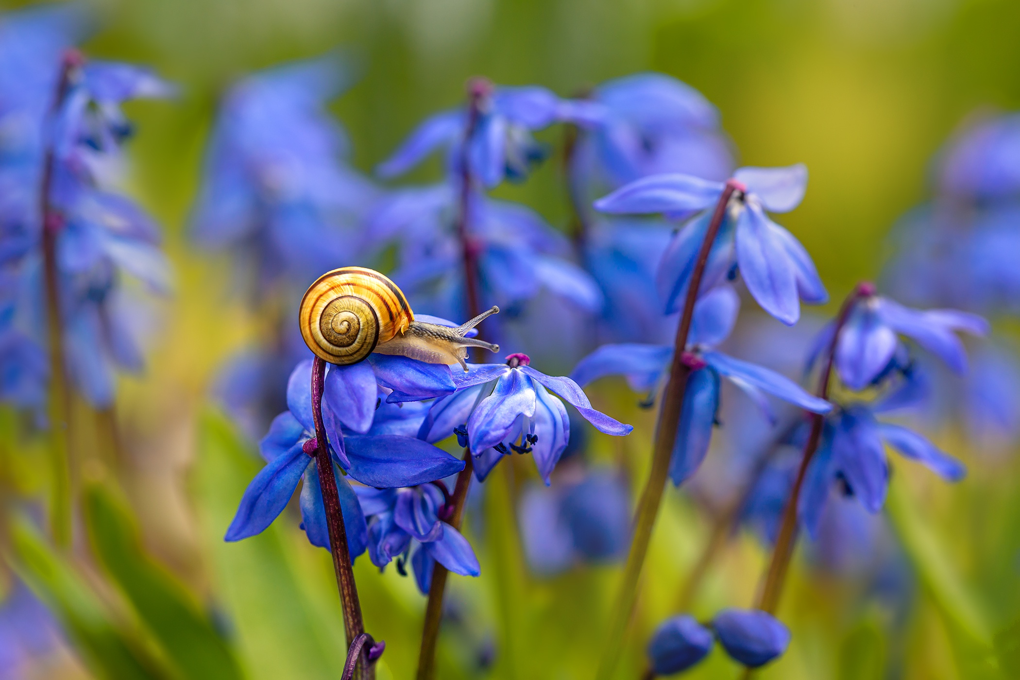 Téléchargez des papiers peints mobile Animaux, Fleur, Macro, Escargot, Fleur Bleue gratuitement.