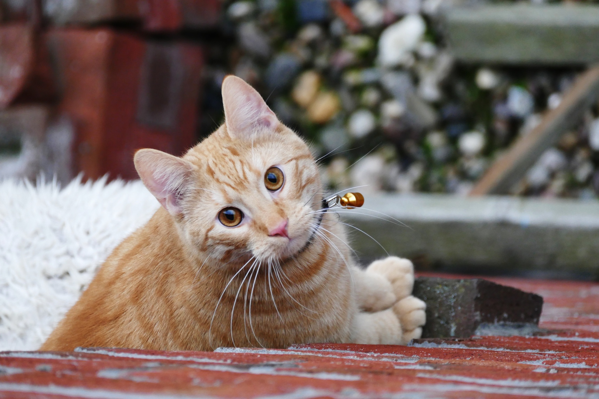 Baixe gratuitamente a imagem Animais, Gatos, Gato na área de trabalho do seu PC