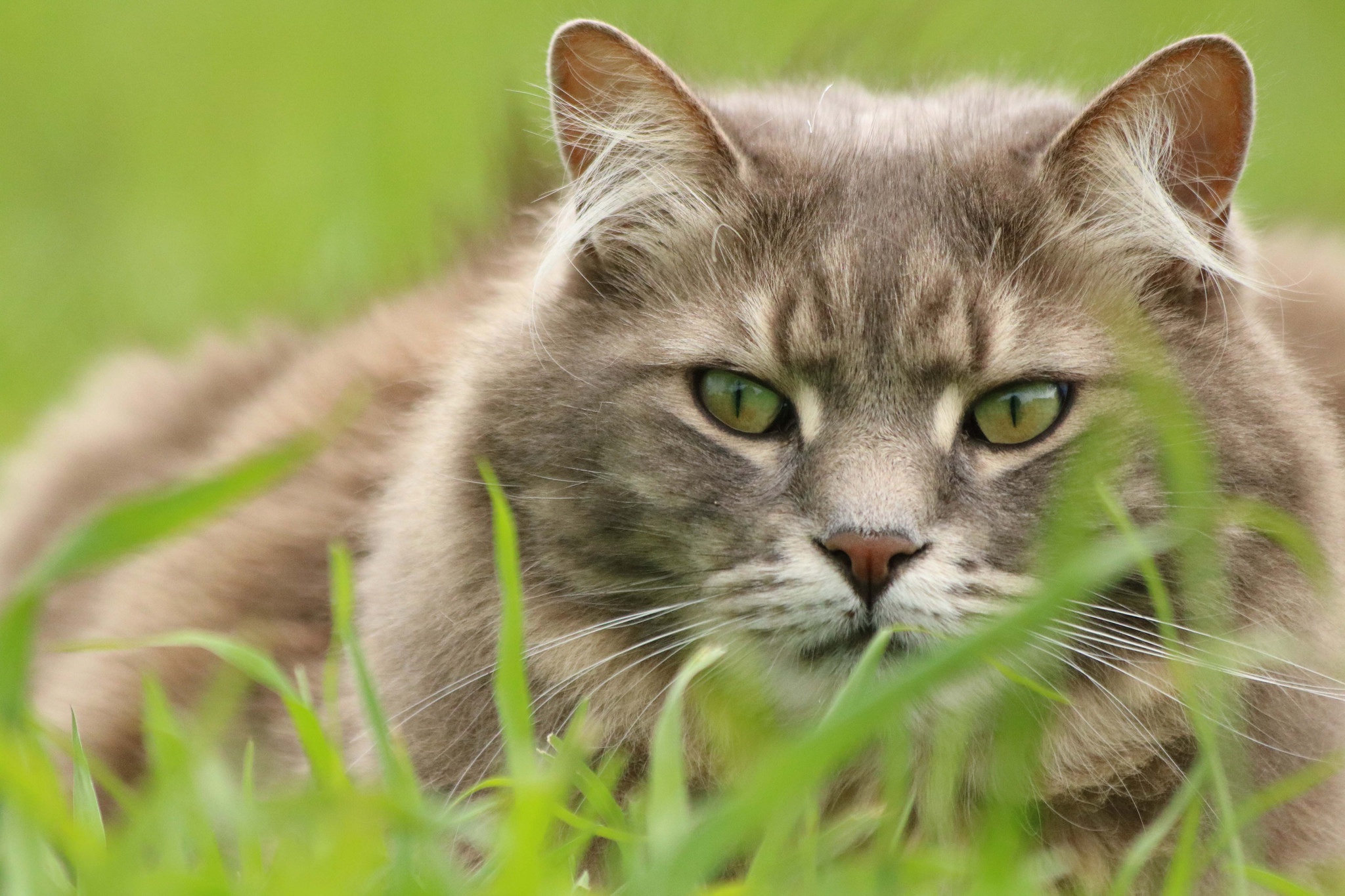 Descarga gratuita de fondo de pantalla para móvil de Animales, Gatos, Gato, De Cerca.