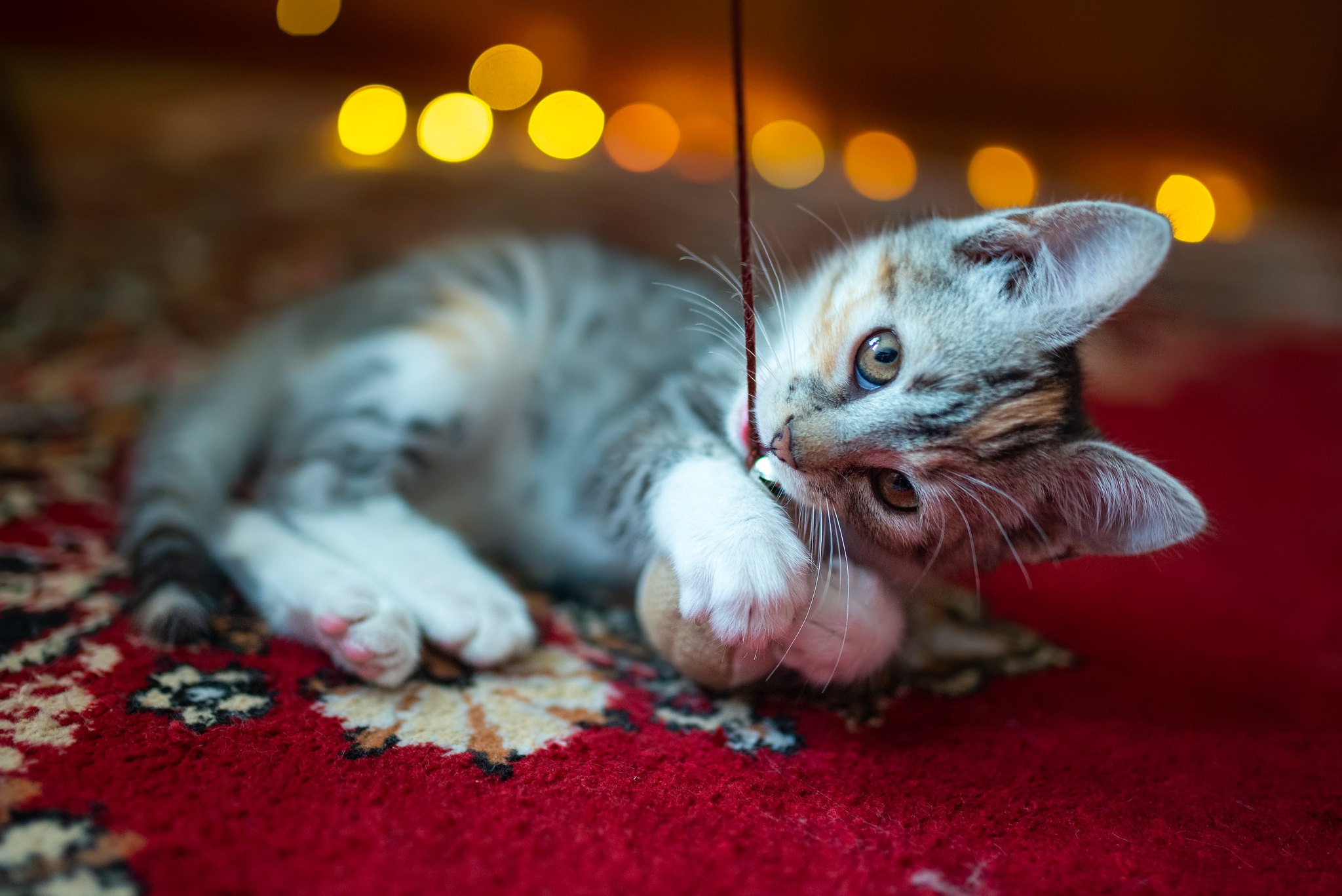 Téléchargez gratuitement l'image Animaux, Chats, Chat, Chaton, Bébé Animal sur le bureau de votre PC