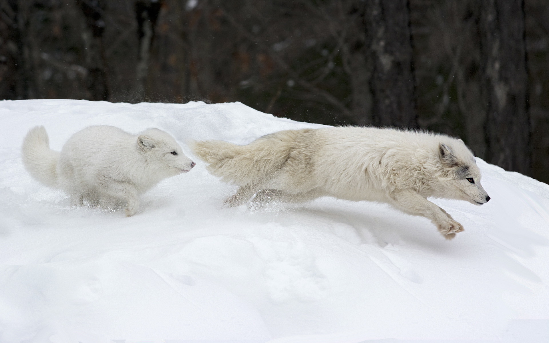 Free download wallpaper Dogs, Snow, Fox, Animal, Arctic Fox on your PC desktop