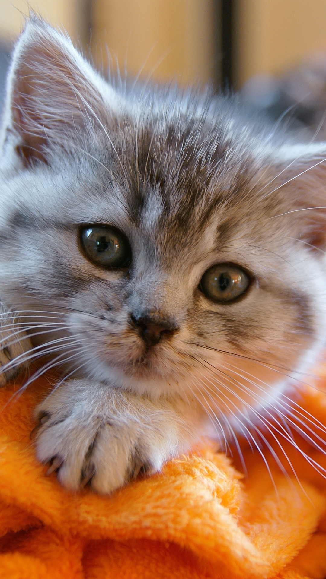 Descarga gratuita de fondo de pantalla para móvil de Animales, Gatos, Gato, Gatito, Lindo, Bebe Animal.