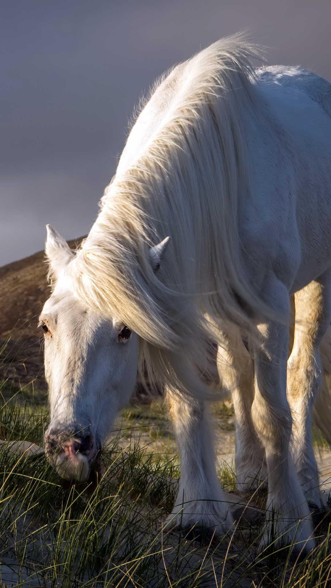 Baixar papel de parede para celular de Animais, Cavalo gratuito.