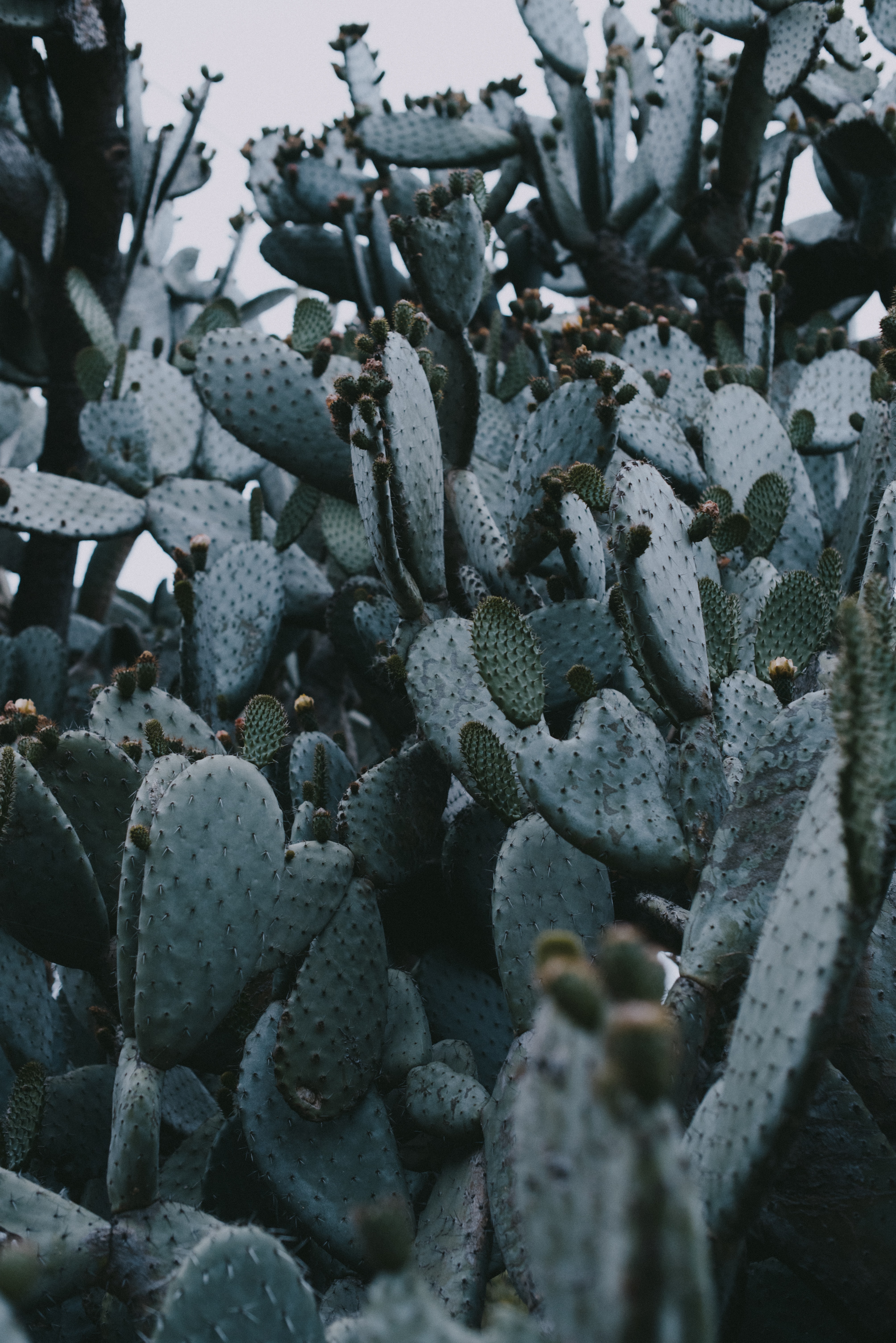cactus, nature, needle, plant, thorns, prickles