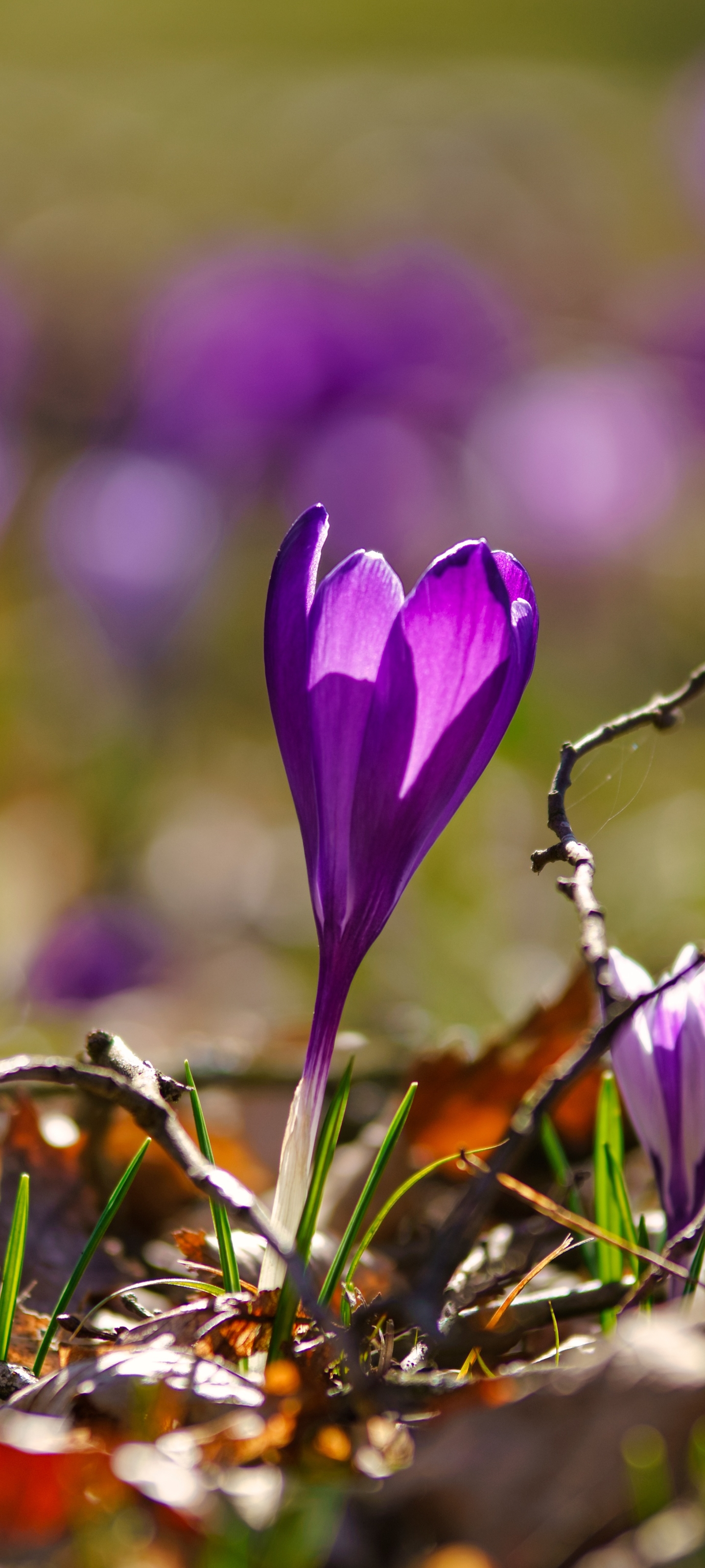 Download mobile wallpaper Flowers, Flower, Close Up, Earth, Spring, Crocus, Purple Flower for free.