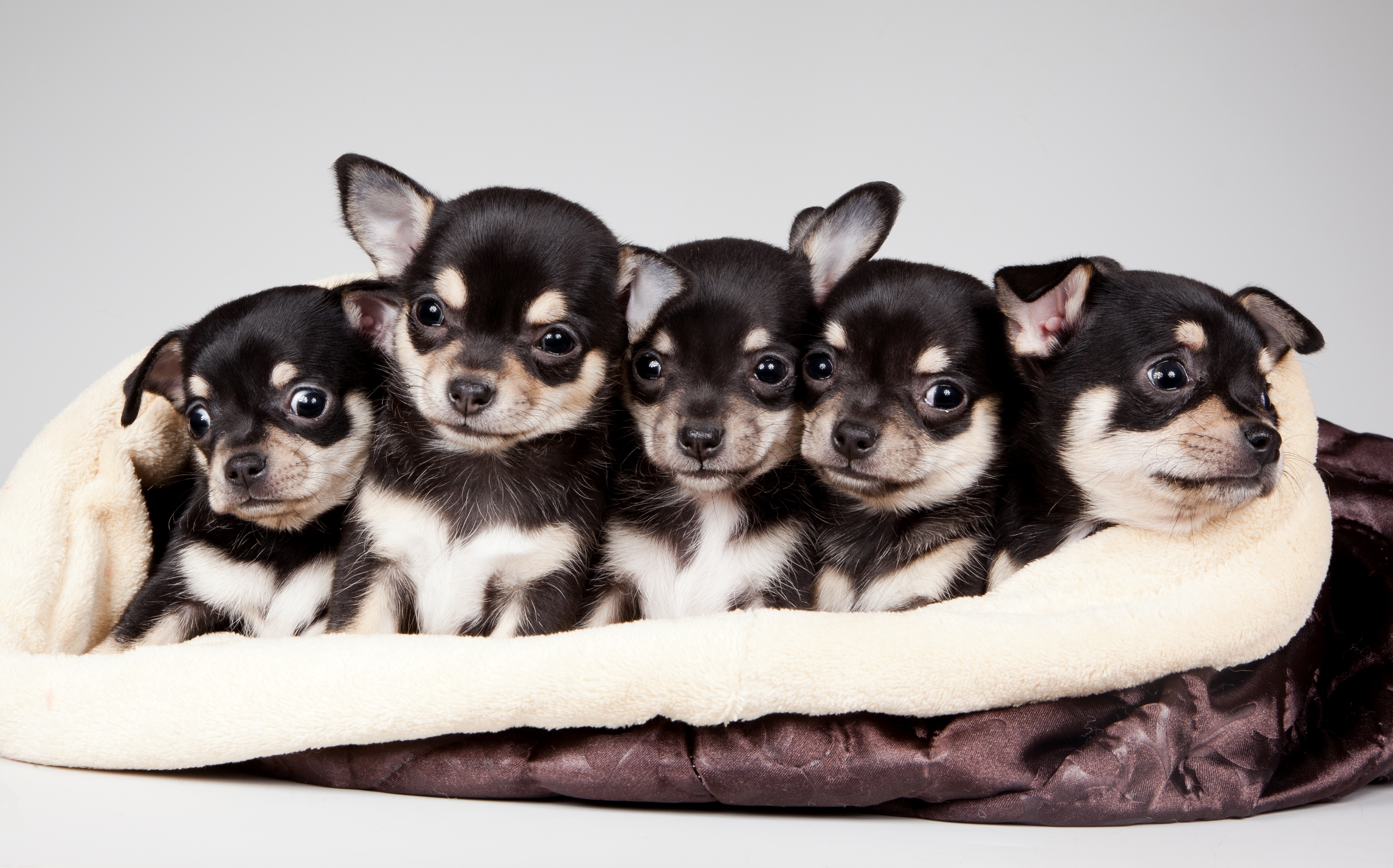 celebrity pet and home life style, animals, 2015, national puppy day