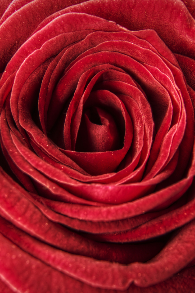 Download mobile wallpaper Flowers, Flower, Rose, Earth, Red Rose, Red Flower for free.