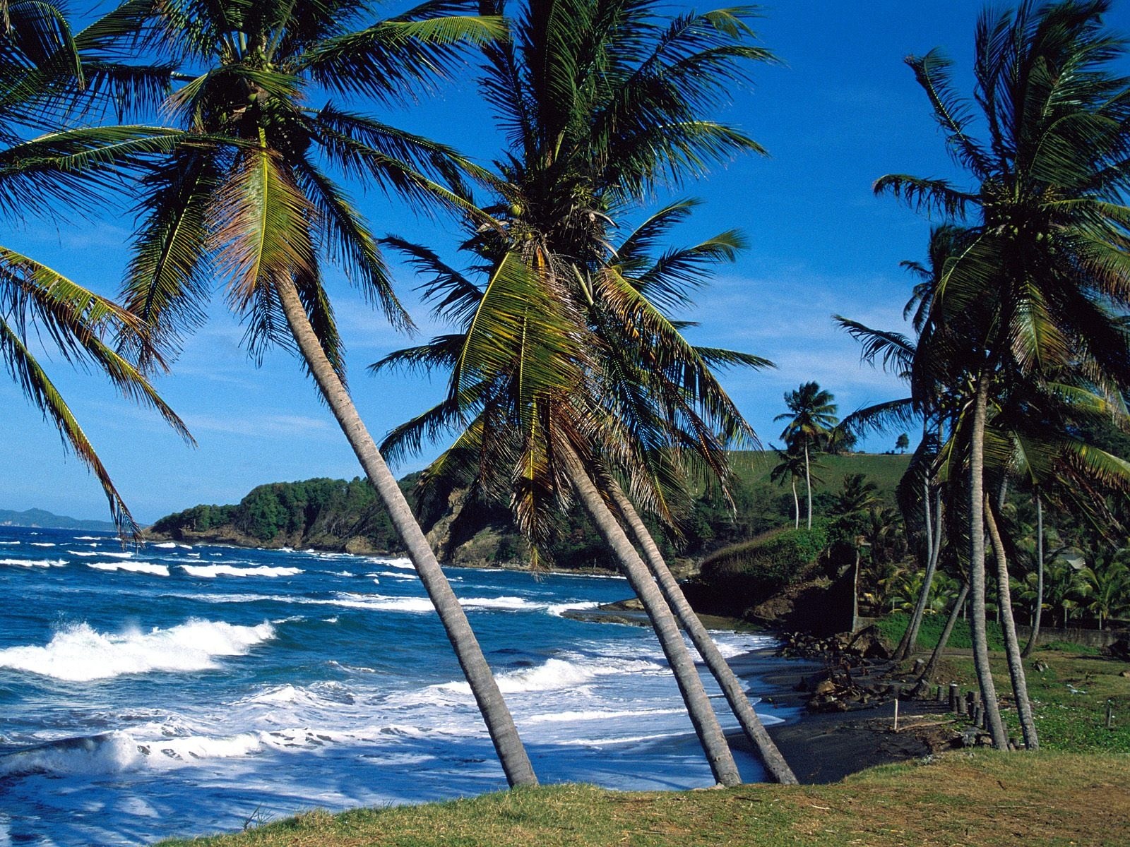 Завантажити шпалери безкоштовно Океан, Пальма, Земля, Пляжний картинка на робочий стіл ПК