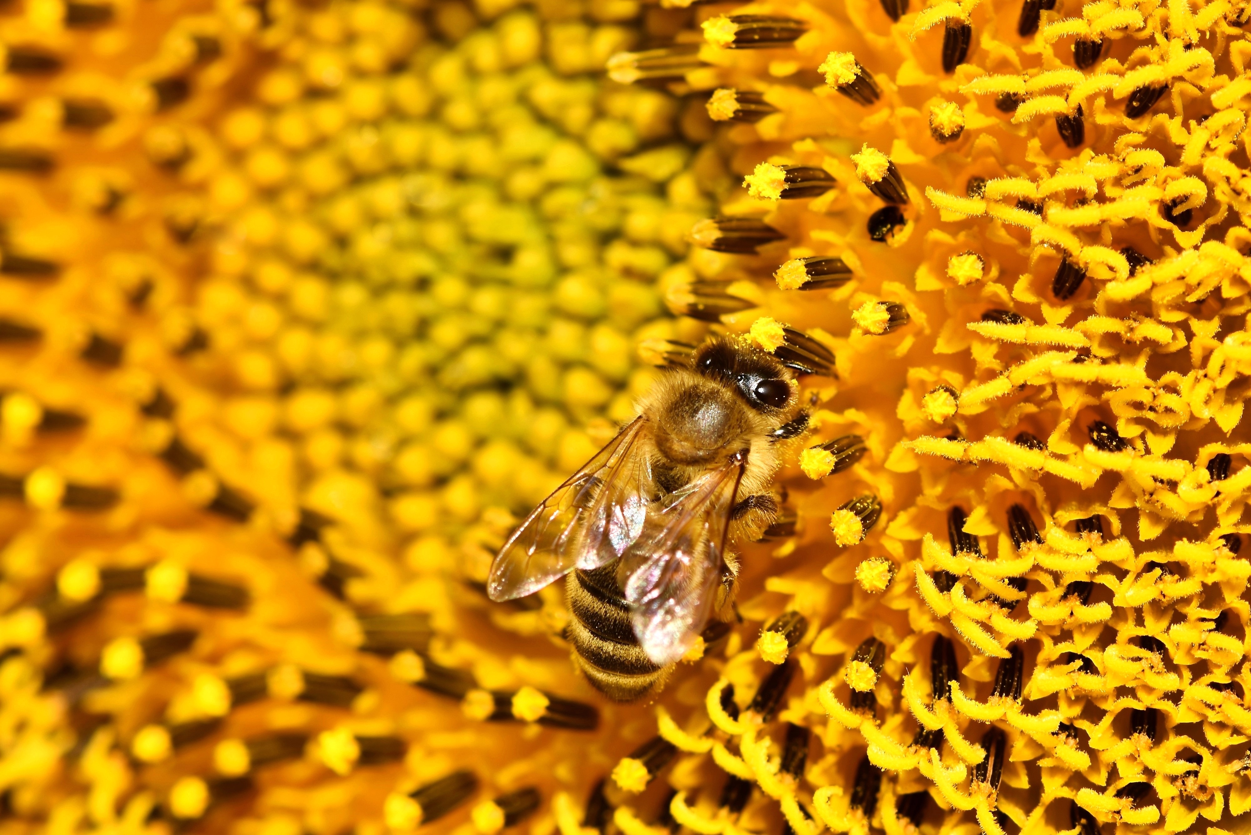 58186 скачать картинку пчела, цветок, макро, подсолнух, пыльца - обои и заставки бесплатно