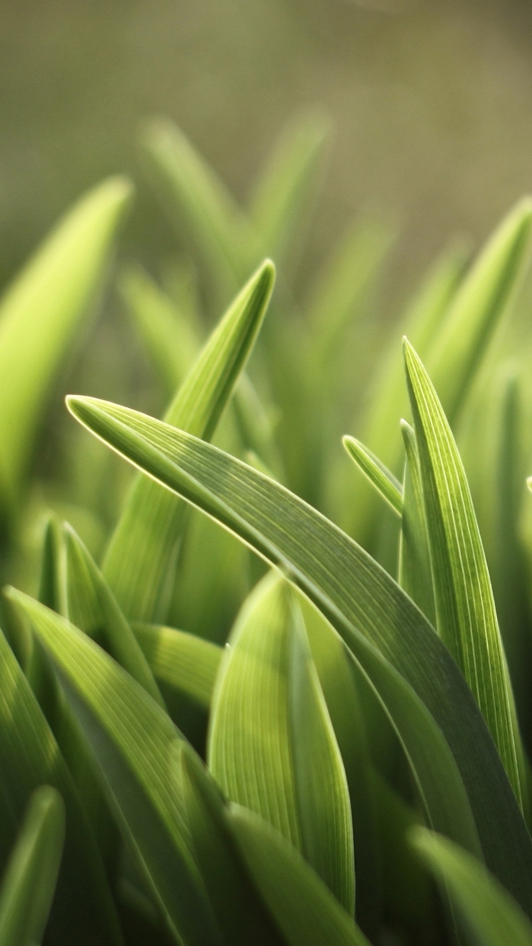 Descarga gratuita de fondo de pantalla para móvil de Hierba, Tierra/naturaleza.