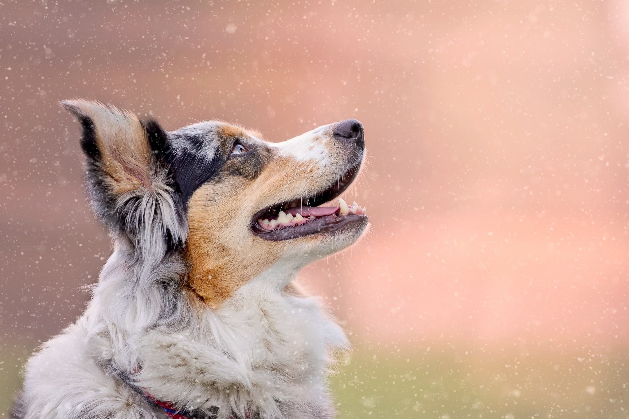Download mobile wallpaper Australian Shepherd, Dogs, Dog, Animal for free.