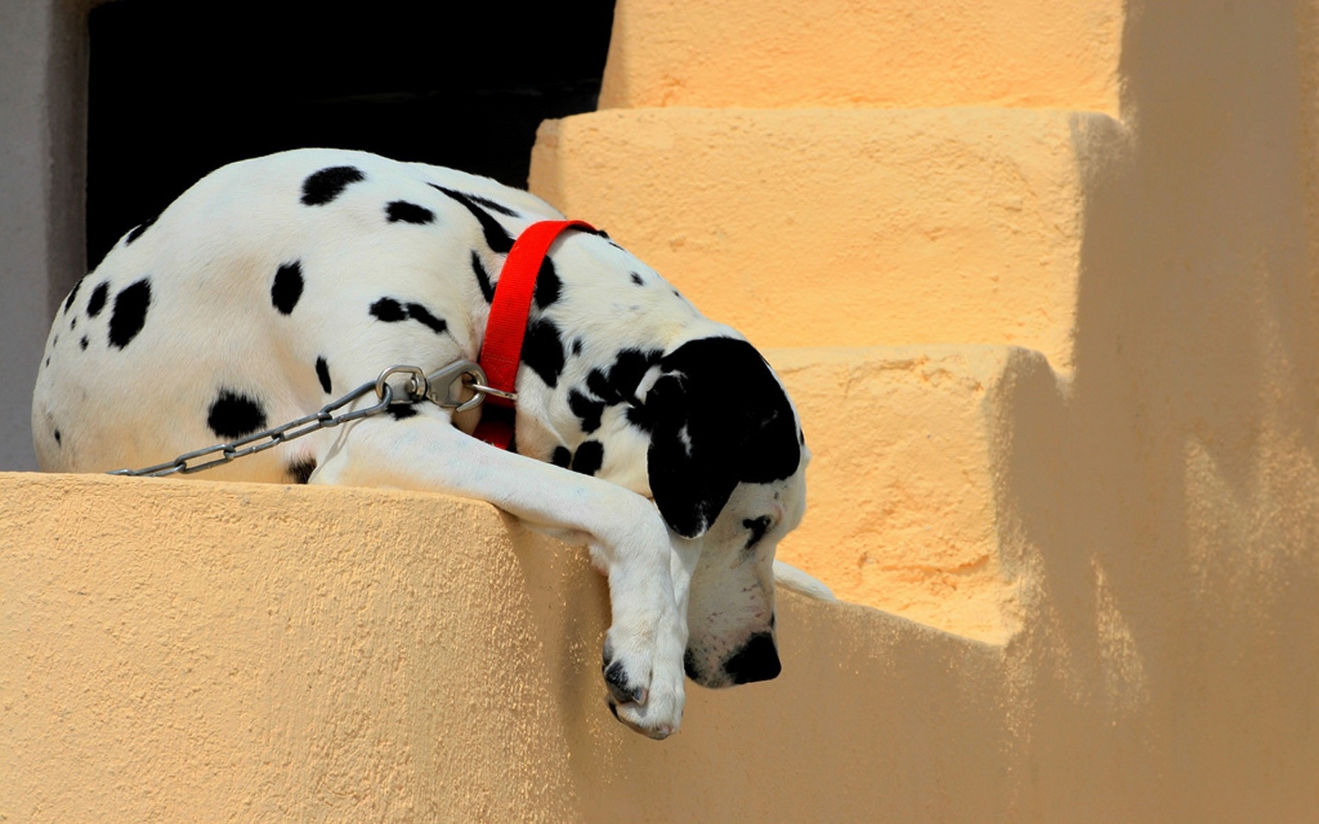 247625 descargar imagen animales, perro, dálmata, perros: fondos de pantalla y protectores de pantalla gratis