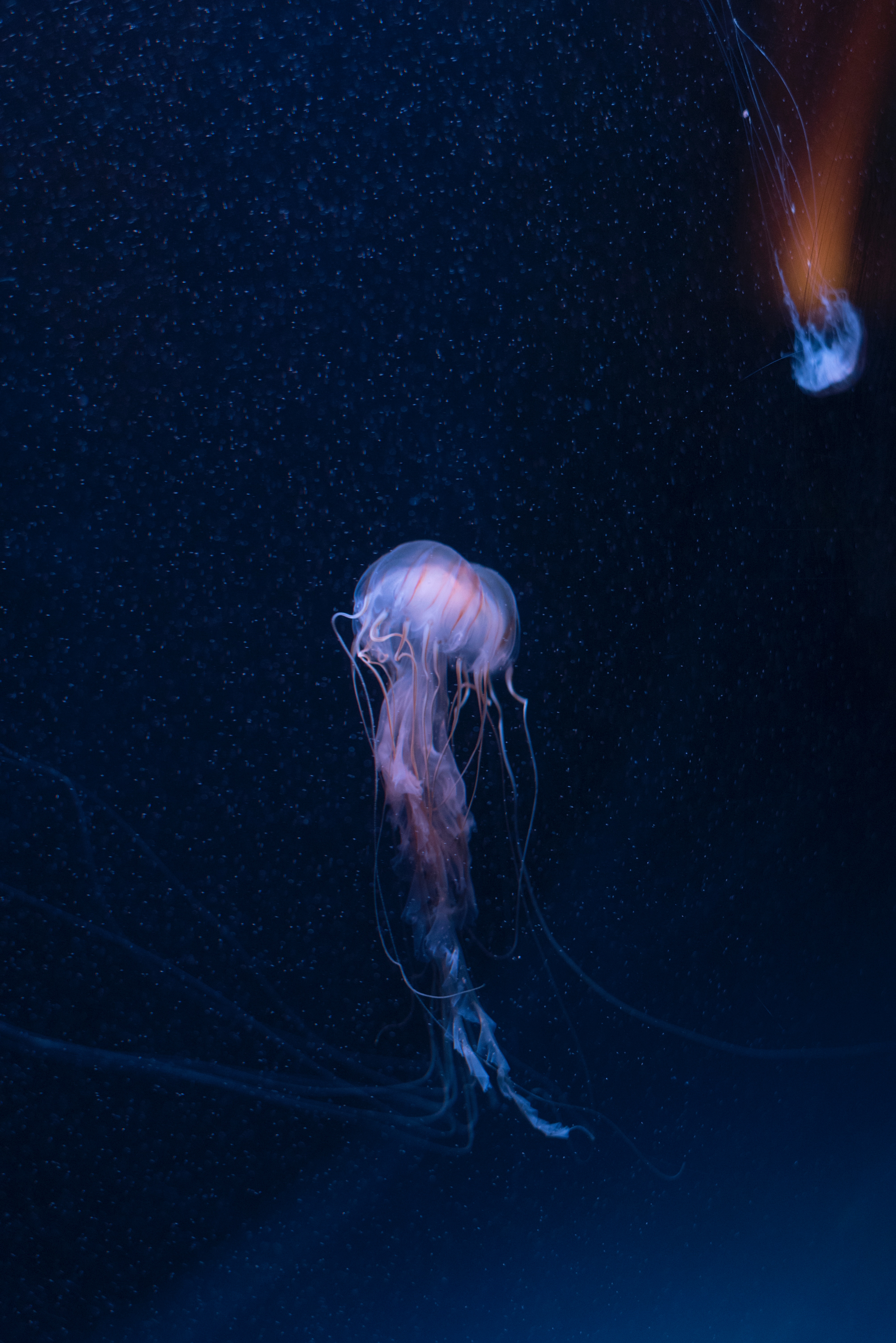 126465 скачать обои подводный, медуза, океан, подводный мир, животные, щупальцы - заставки и картинки бесплатно