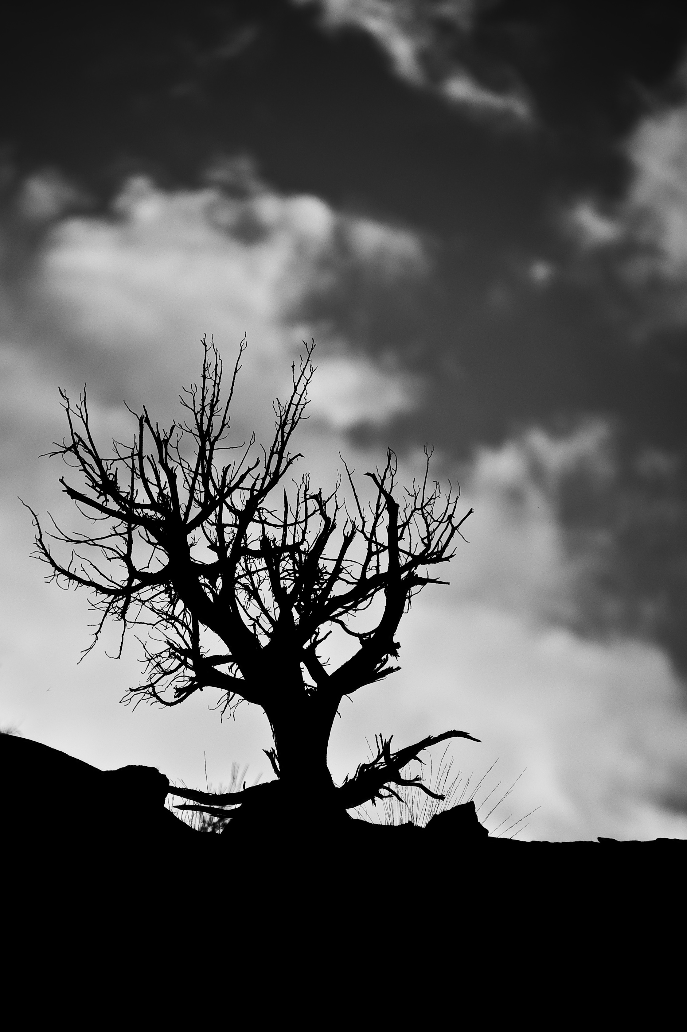 Free download wallpaper Nature, Sky, Clouds, Wood, Tree, Branches, Bw, Chb on your PC desktop