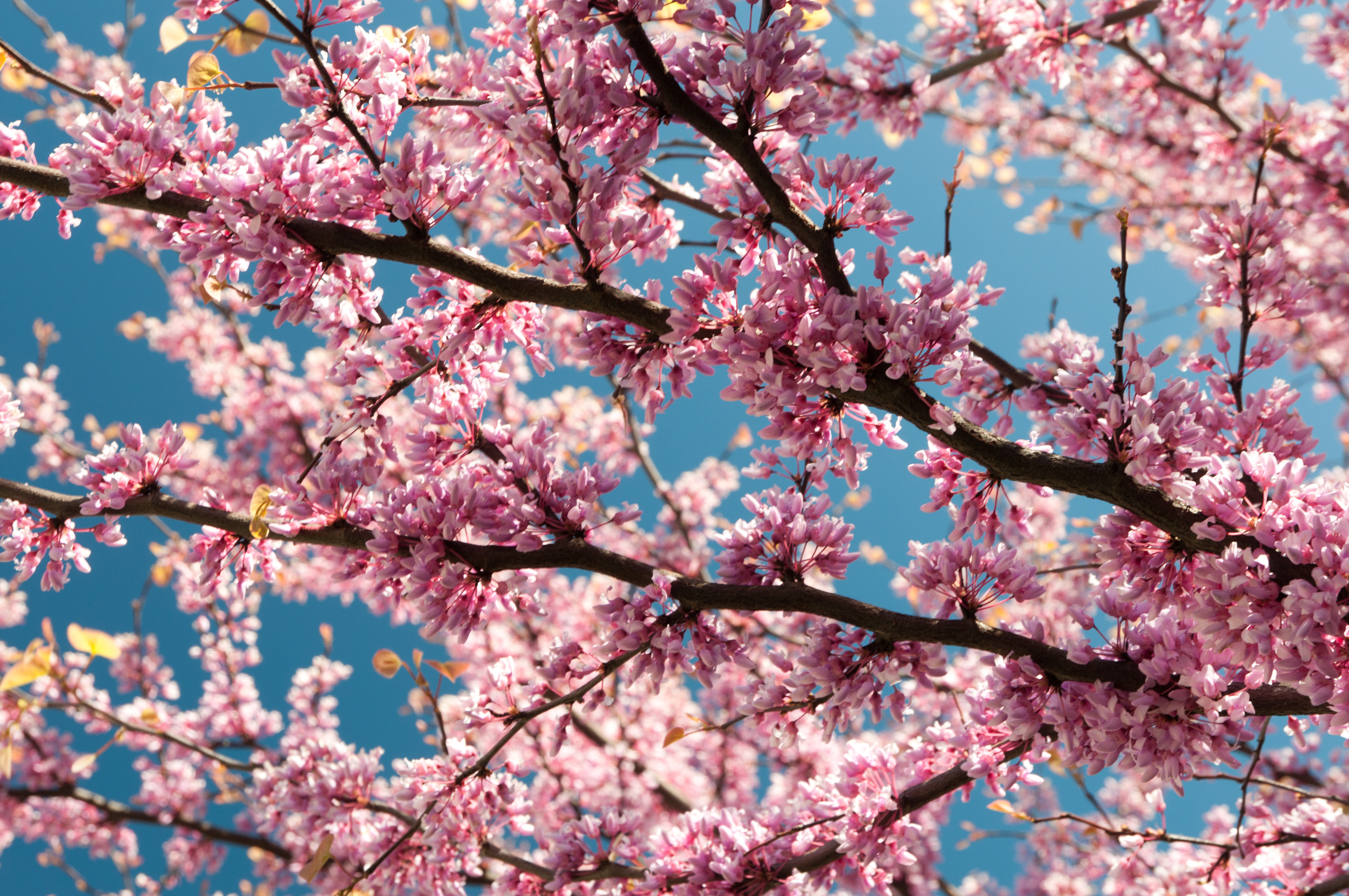Free download wallpaper Flowers, Flower, Branch, Earth, Spring, Blossom, Pink Flower on your PC desktop