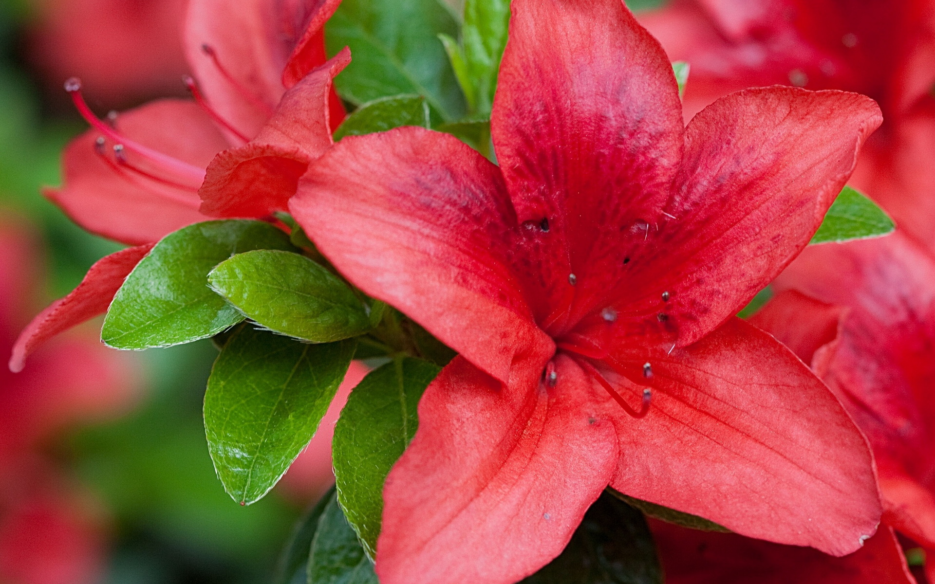 Descarga gratuita de fondo de pantalla para móvil de Flores, Flor, Tierra/naturaleza.