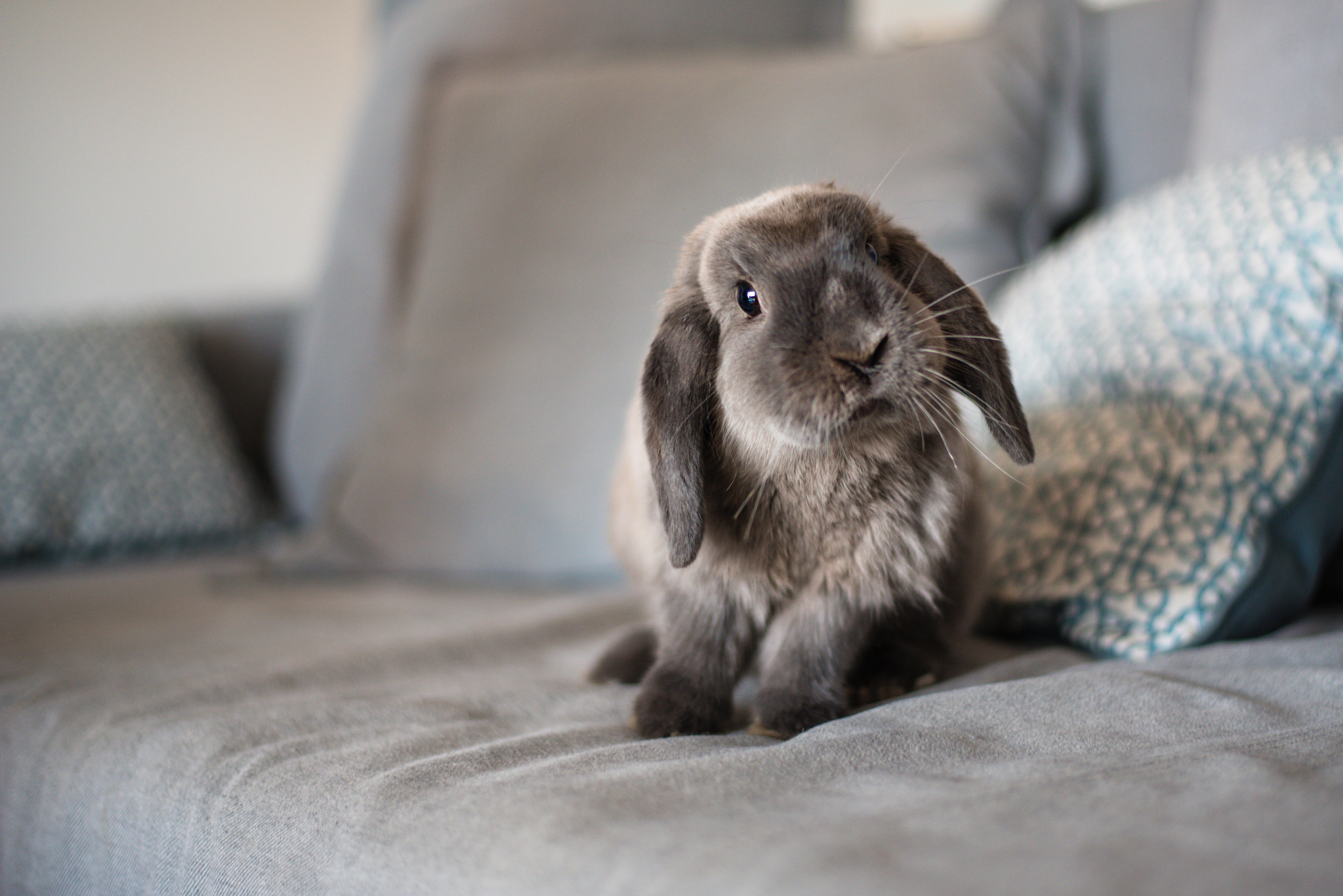 Téléchargez gratuitement l'image Animaux, Lapin sur le bureau de votre PC