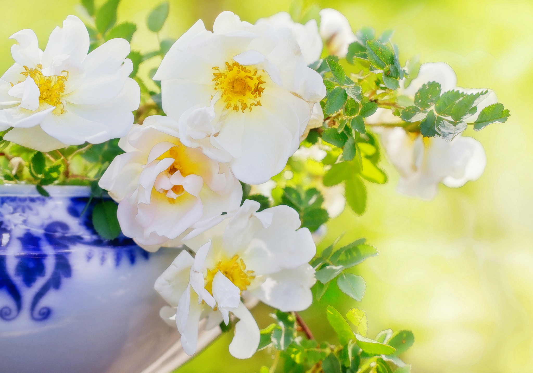 Free download wallpaper Flower, Vase, Petal, White Flower, Man Made on your PC desktop