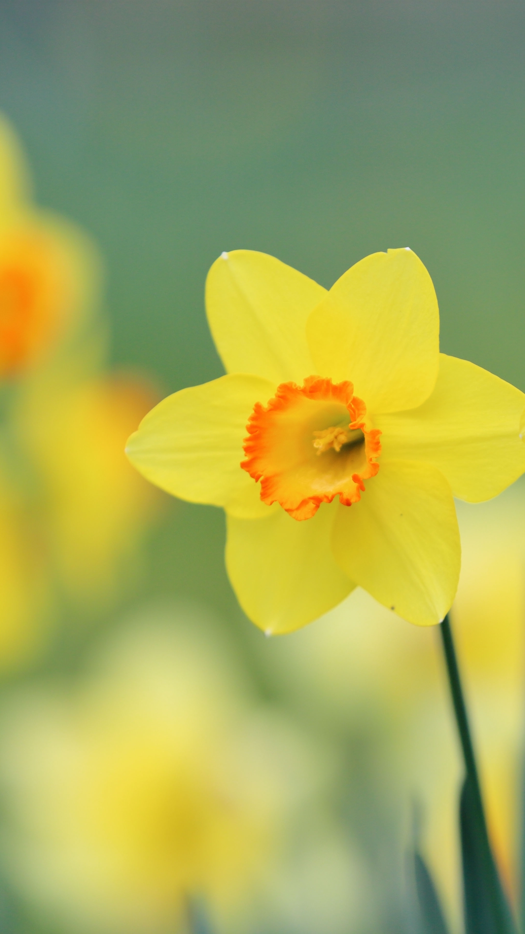 Download mobile wallpaper Nature, Flowers, Summer, Flower, Close Up, Earth, Yellow Flower, Daffodil for free.