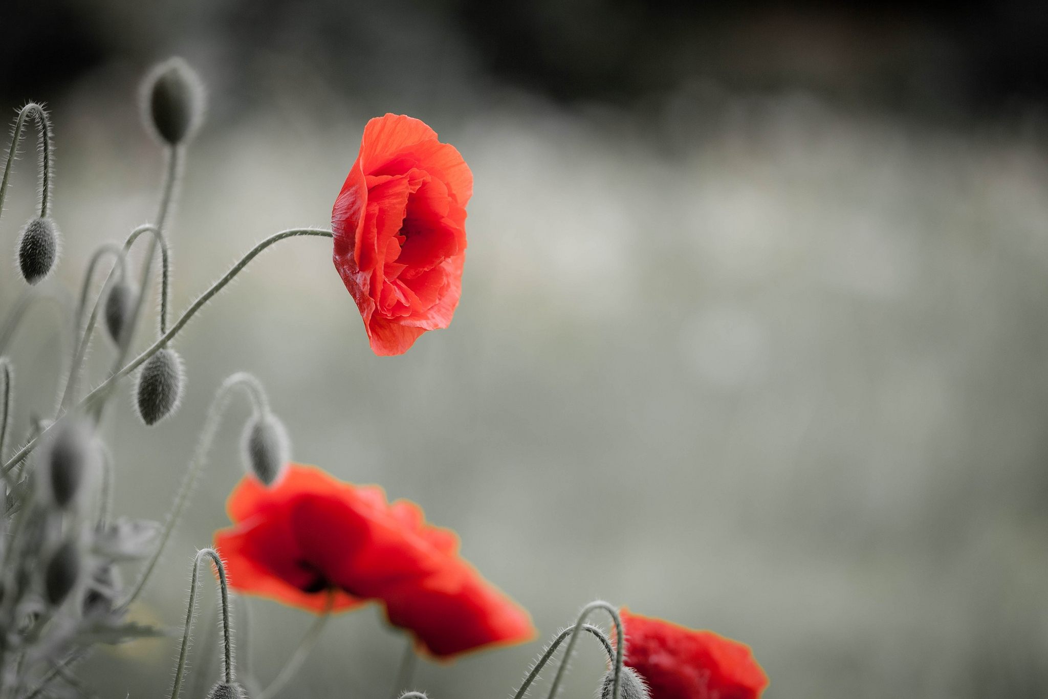 Free download wallpaper Poppy, Flowers, Earth on your PC desktop