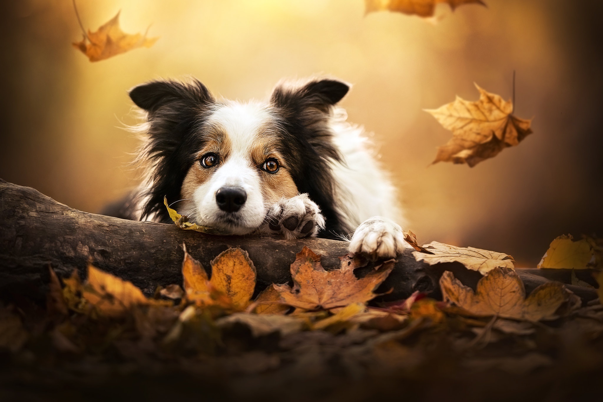 Free download wallpaper Dogs, Dog, Animal on your PC desktop