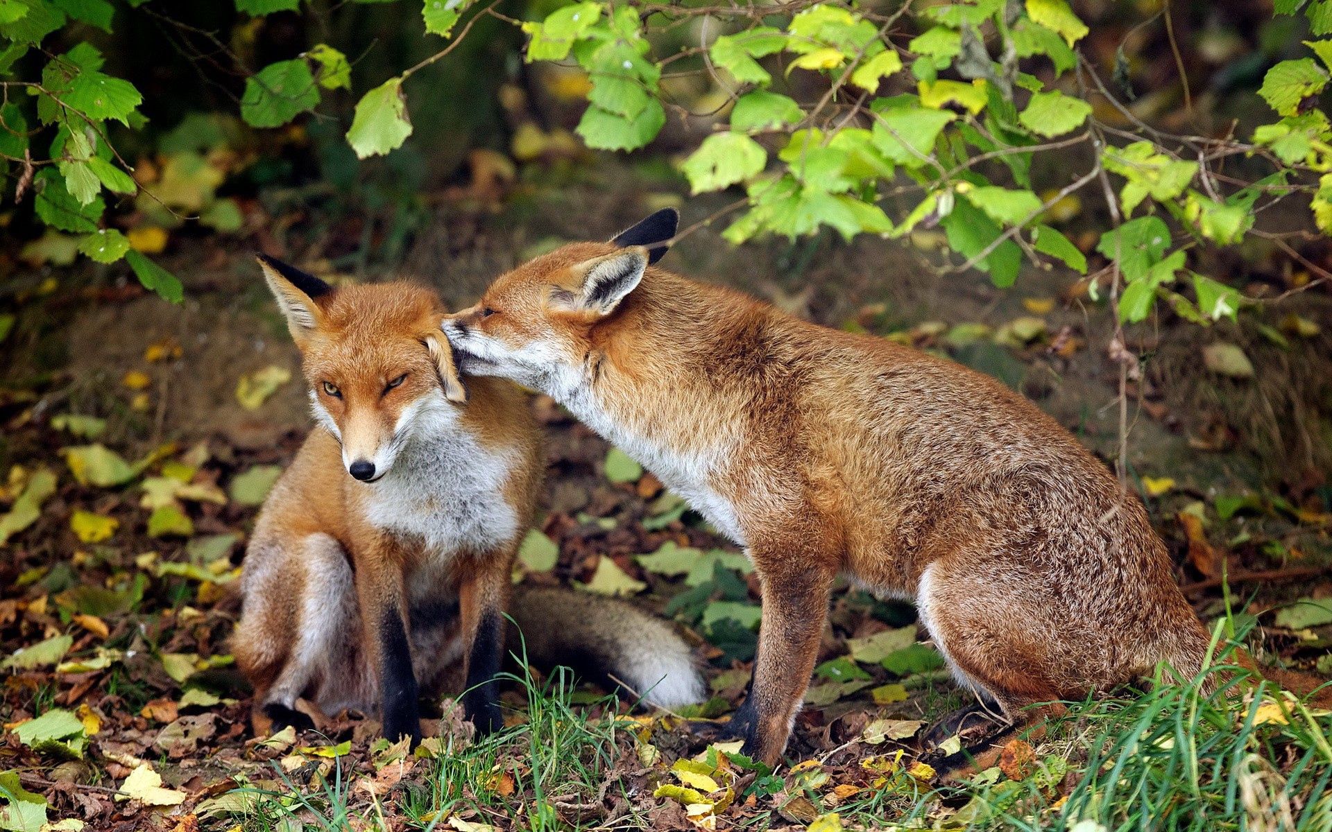 Download mobile wallpaper Grass, Animals, Tenderness, Pair, Fox, Couple for free.
