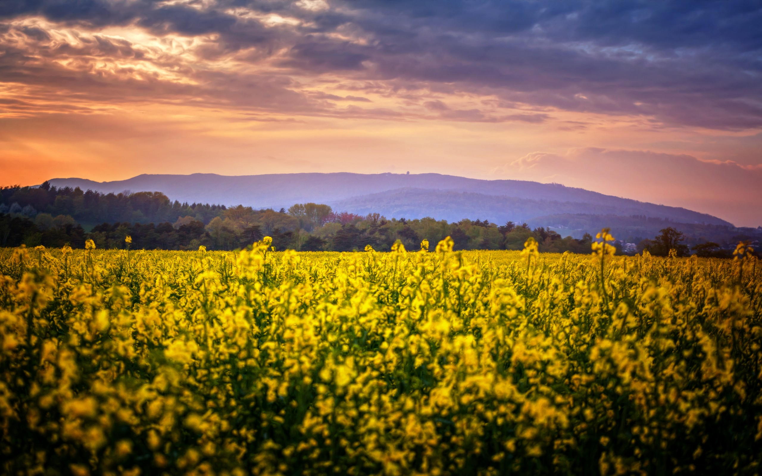 Скачати мобільні шпалери Квітка, Земля, Флауерзи безкоштовно.