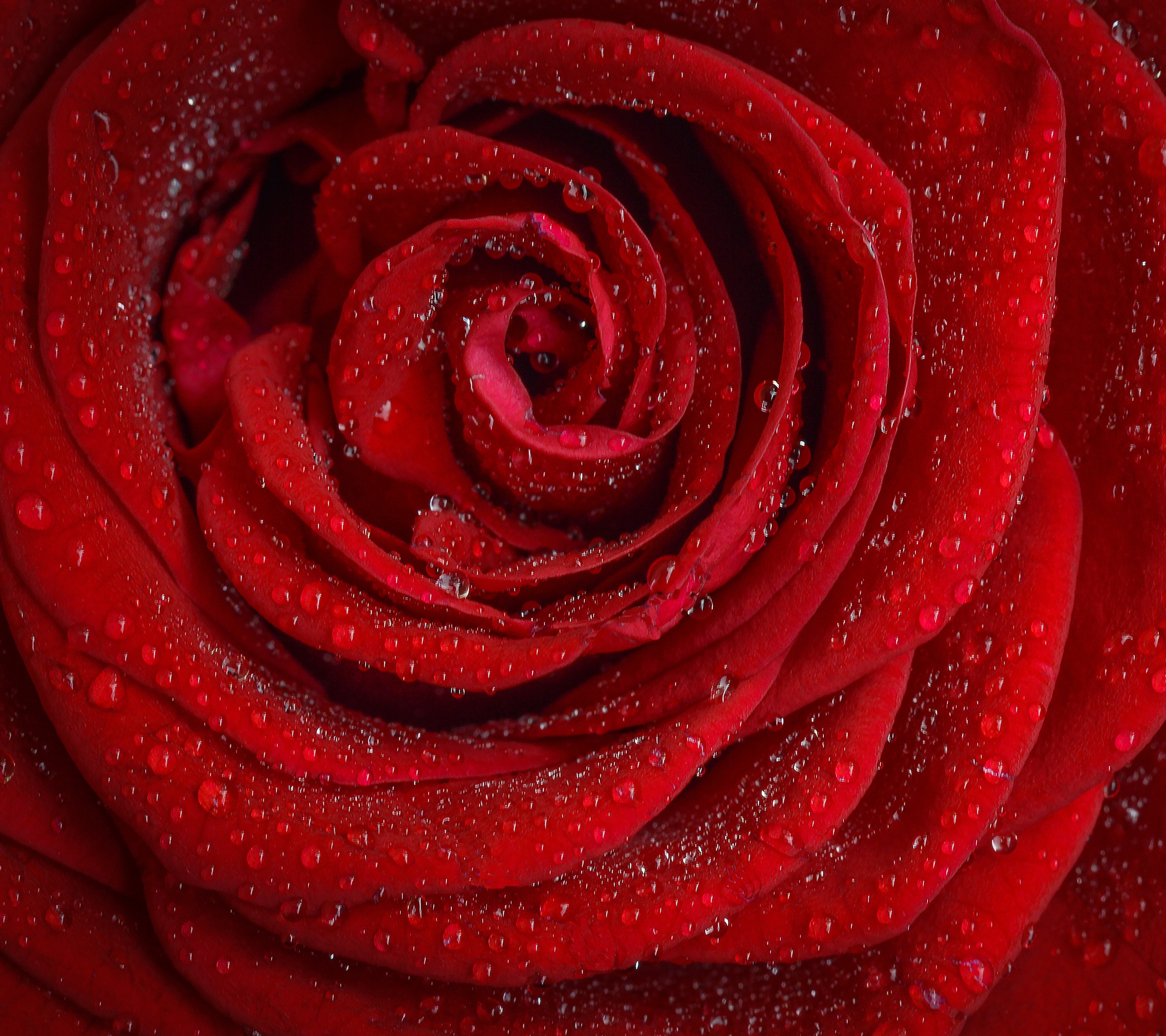 Baixe gratuitamente a imagem Flores, Rosa, Flor, Macro, Rosa Vermelha, Flor Vermelha, Terra/natureza, Gota De Água, Pingo D'água na área de trabalho do seu PC