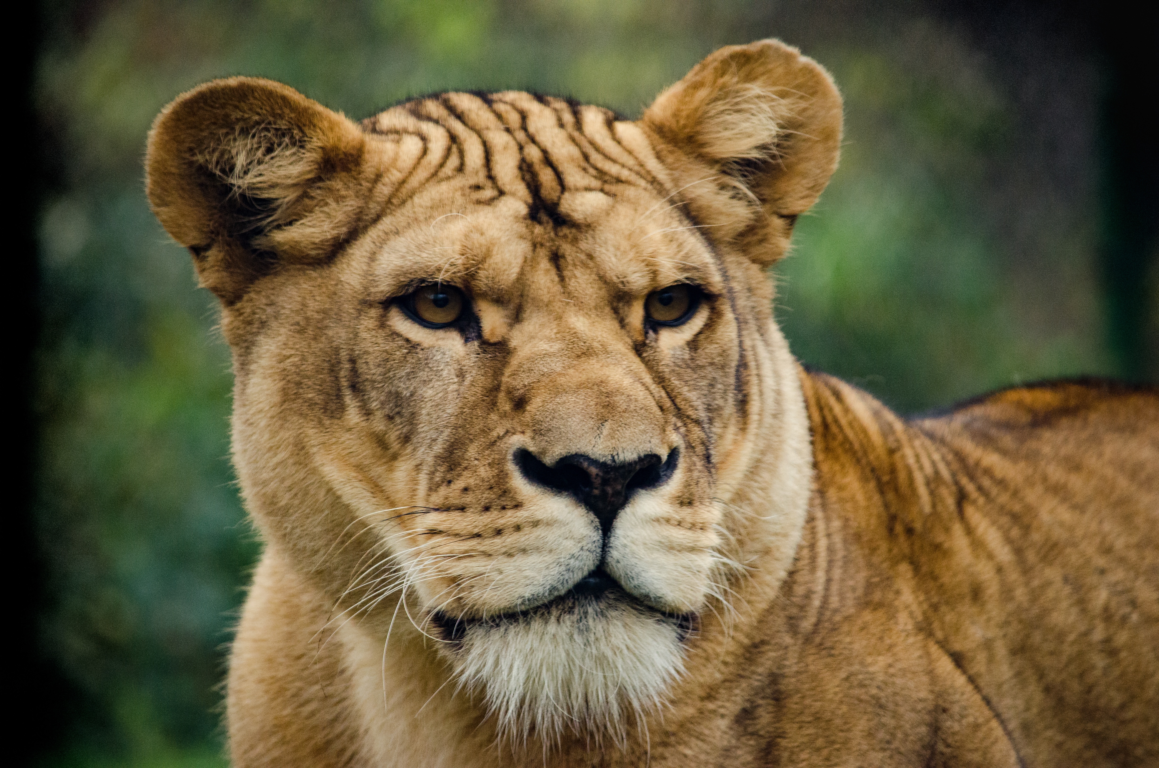 Download mobile wallpaper Lioness, Sight, Animals, Opinion, Predator, Lion for free.