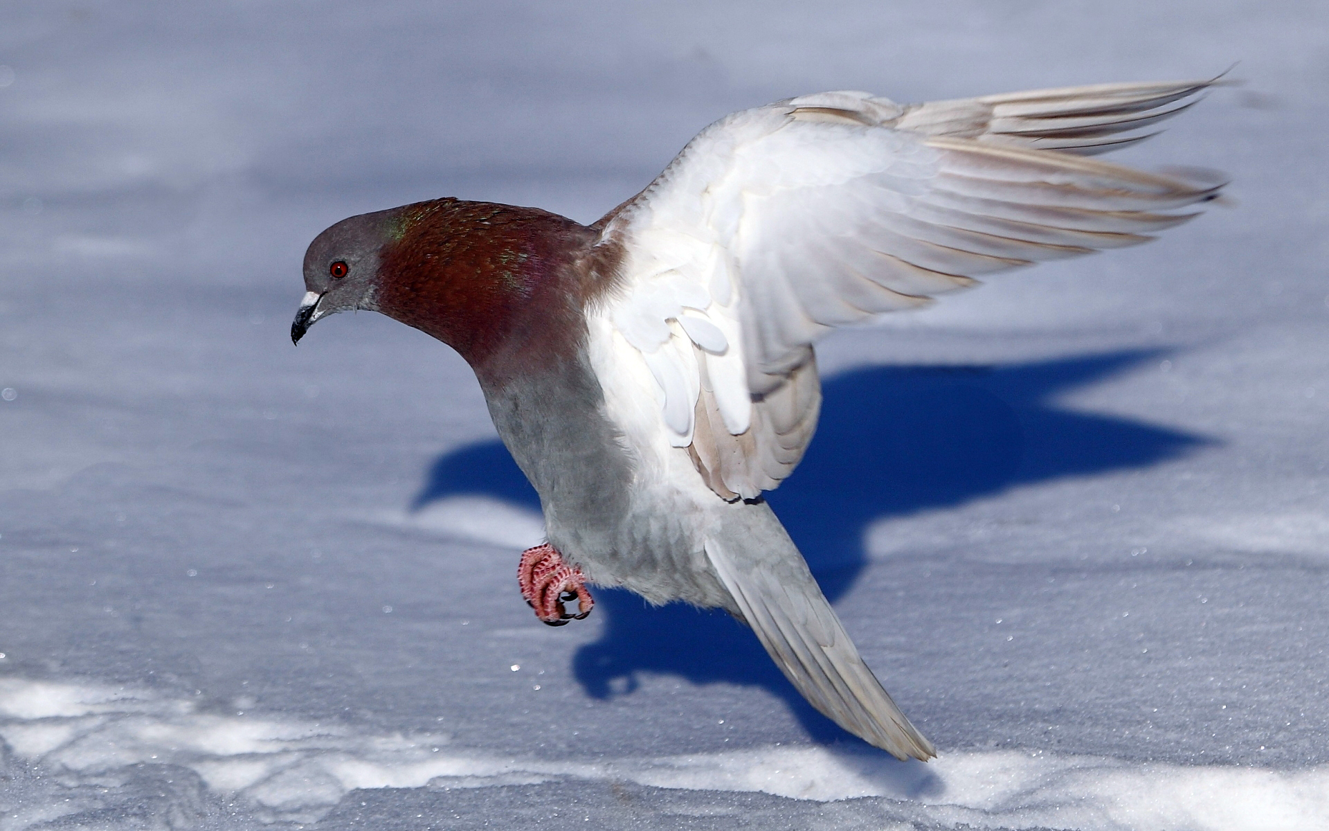 Téléchargez gratuitement l'image Animaux, Des Oiseaux, Pigeon sur le bureau de votre PC